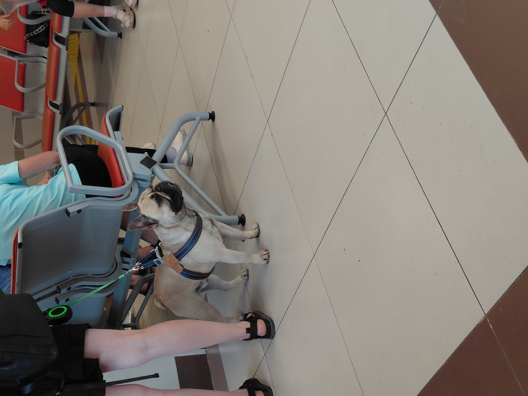 A French bulldog on a retractable leash is standing on a tiled floor, with its owner to its left. The dog is wearing a blue harness. The owner is wearing black shorts and black sandals. In the background, there are several rows of waiting area seats, some with red upholstery. There are other people in the background, but they are out of focus. The floor is tiled with light-colored squares and some brown tiles along the bottom edge of the frame. The image was taken in Ubinskoye, Russia.