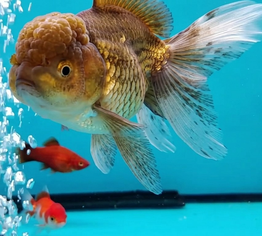 A fish tank containing three fish is depicted. The largest fish, a lionhead goldfish, is brown with a bulbous growth on its head and long, flowing fins with speckles. Two smaller fish, one red and one red and white, are positioned below the lionhead goldfish. Bubbles are rising near the left side of the frame. A black object rests on the bottom of the tank against a blue background. The location is presumed to be City of Medan, Indonesia.
