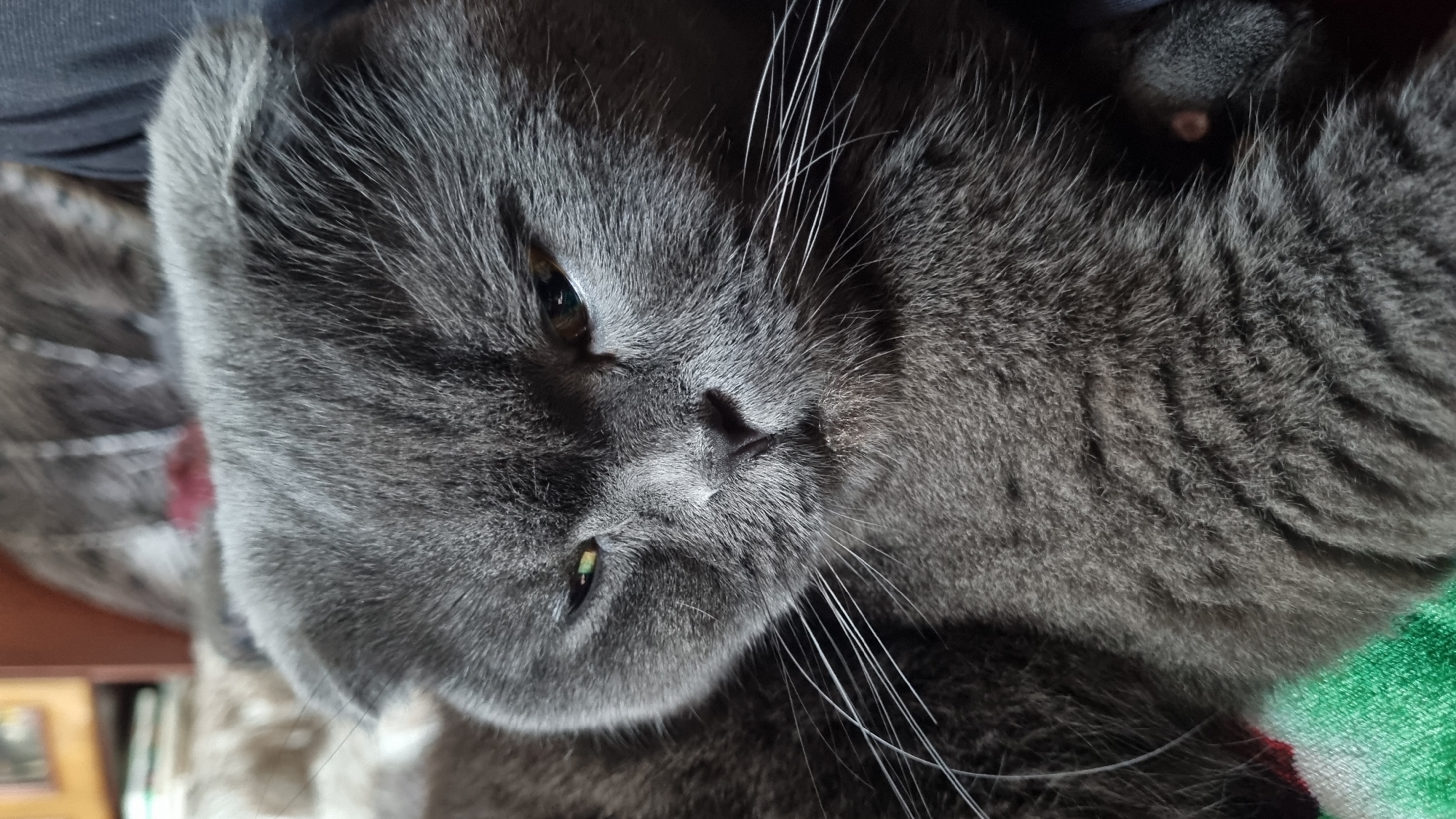 A close-up, portrait-style photograph shows the face of a grey, Scottish Fold cat. The cat's ears are folded forward, and its eyes are partially closed, giving it a sleepy or unimpressed expression. The fur is a solid grey color. The cat is lying down, with its body extending out of the frame to the left and right. A colorful blanket, with stripes of green, white, and red, is visible beneath the cat's chest on the left side of the image. The background is blurred and appears to be indoors, with hints of furniture and possibly other cats. The lighting suggests it is daytime, with light coming from the left. The overall impression is one of a domestic pet relaxing.