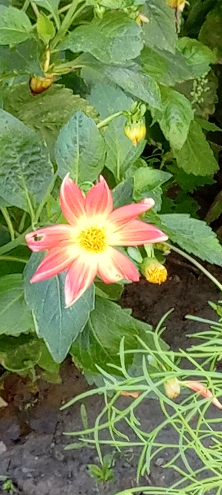 A close-up, vertical shot shows a single, open, star-shaped flower with pale pink and yellow petals, centrally positioned on a bed of lush green foliage. The flower's center is a vibrant yellow with a dense cluster of small, tubular florets. Some of the petals are curled slightly inward, and one petal on the left has a small, dark spot. Several yellow flower buds, some partially open, are visible among the leaves. The foliage consists of large, dark green leaves with visible veins and smaller, lighter green leaves and stems. The ground beneath the plant is dark brown soil with some thin, light green grassy shoots growing in the foreground. The scene is likely in a garden or natural setting in Kirsanov, Russia, based on the provided context. No people or animals are present.