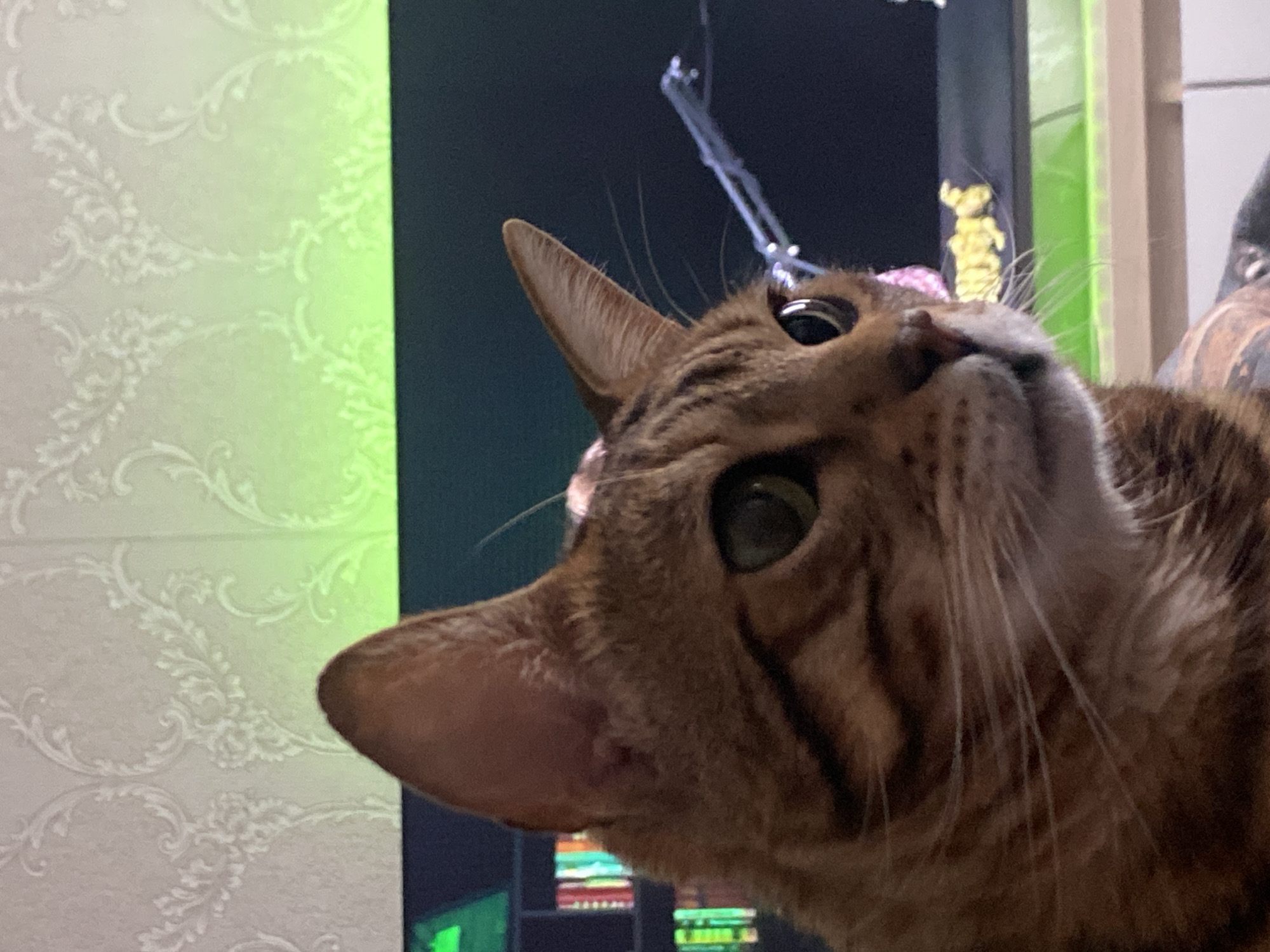 A close-up, eye-level shot captures a domestic cat, likely a brown tabby or Bengal breed given its distinct striped and spotted fur, in an indoor setting in Chaikovsky, Russia. The cat's head and upper body are prominent, filling much of the frame, with its gaze directed intently upwards and slightly to the right, suggesting it is focused on something out of view, possibly a toy. Its large, dark eyes convey curiosity and alertness. One pointed ear is clearly visible on the left, while numerous white whiskers fan out from its snout. A thin, translucent string-like object is visible above the cat's head, further suggesting interaction with a hanging item.
The background features a light-colored wall on the left, adorned with an ornate, subtly textured pattern resembling damask wallpaper. A soft, vibrant green light emanates from a vertical edge towards the center-right, illuminating a portion of the patterned wall. This green light appears to originate from a dark, vertical surface, possibly a computer monitor or screen, positioned behind the cat. Further into the background, indistinct, colorful shapes and lights can be discerned, adding to the impression of a modern indoor environment. The artificial lighting suggests the photograph was taken indoors, possibly in the evening. There is no visible text in the image.