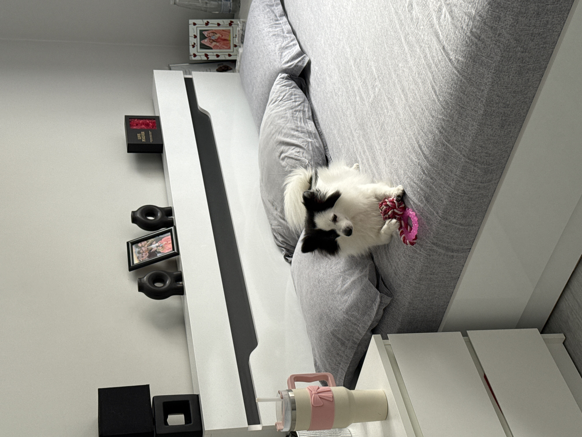 The image depicts a bedroom scene with a small, fluffy dog lying on a bed. The dog is predominantly white with black markings on its face and ears. It is lying on a grey comforter and appears to be holding a pink and red toy in its paws.
In the background, there is a white headboard with dark grey accents. On the headboard, several decorative items are visible, including two black vases, a framed photograph of people, and a black box with the words "LOVE FOREVER" on it. To the left of the headboard, on a nightstand, is a tall, light-colored tumbler with a pink bow-shaped grip. To the right of the bed, another nightstand is partially visible. The walls appear to be a light, neutral color.
There is no visual information in the image that suggests a specific location in Stara Zagora, Bulgaria.