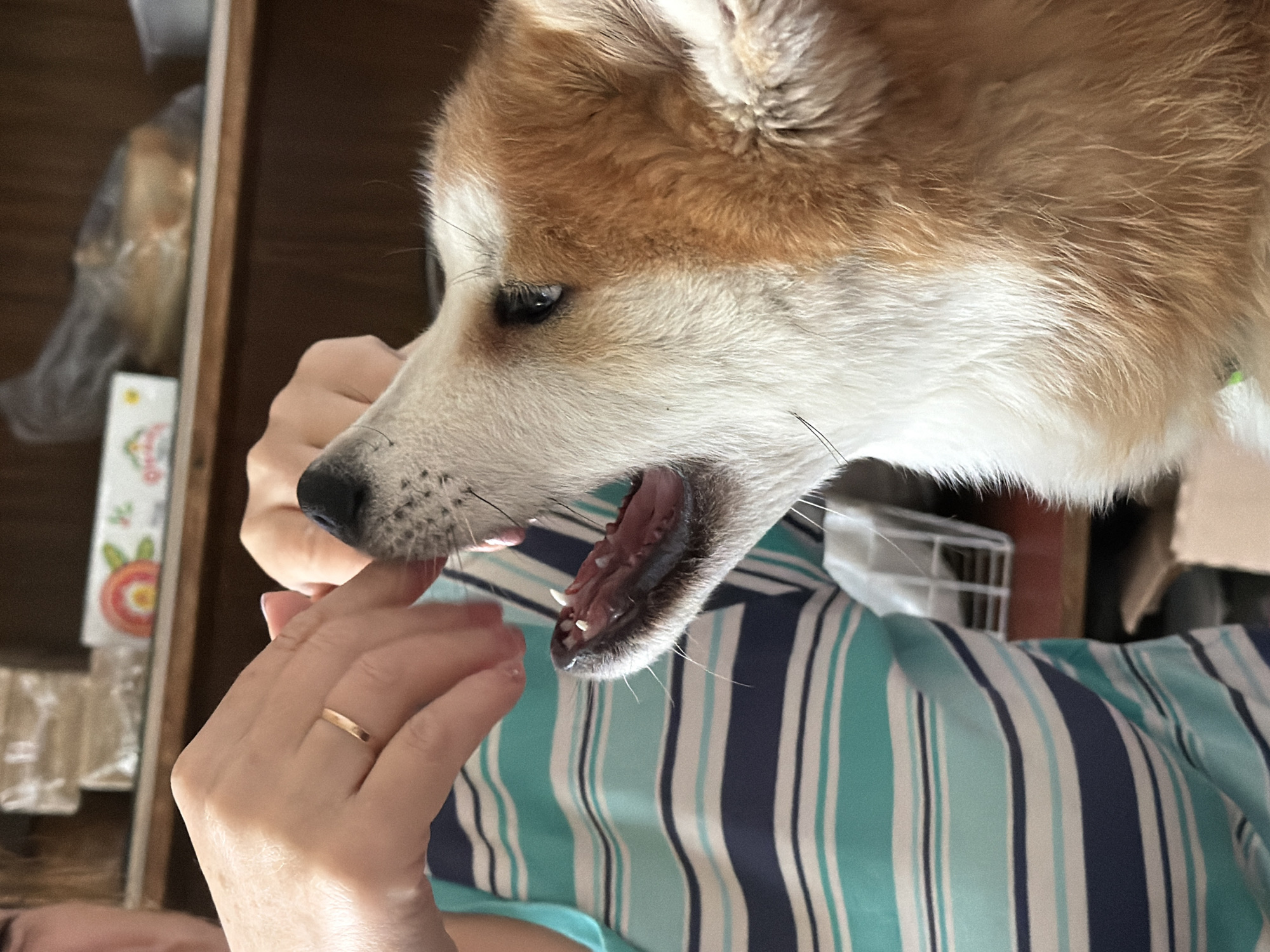 A close-up image shows a light brown and white dog with its mouth open near a person's hand. The dog's teeth are visible. The person's hand is pale and has a gold ring on the ring finger. The person is wearing a striped shirt with colors of dark blue, light blue, and white. The background includes a wooden cabinet and other blurred objects. The image was taken indoors. There is no indication this image was taken in Заболотово, Russia.