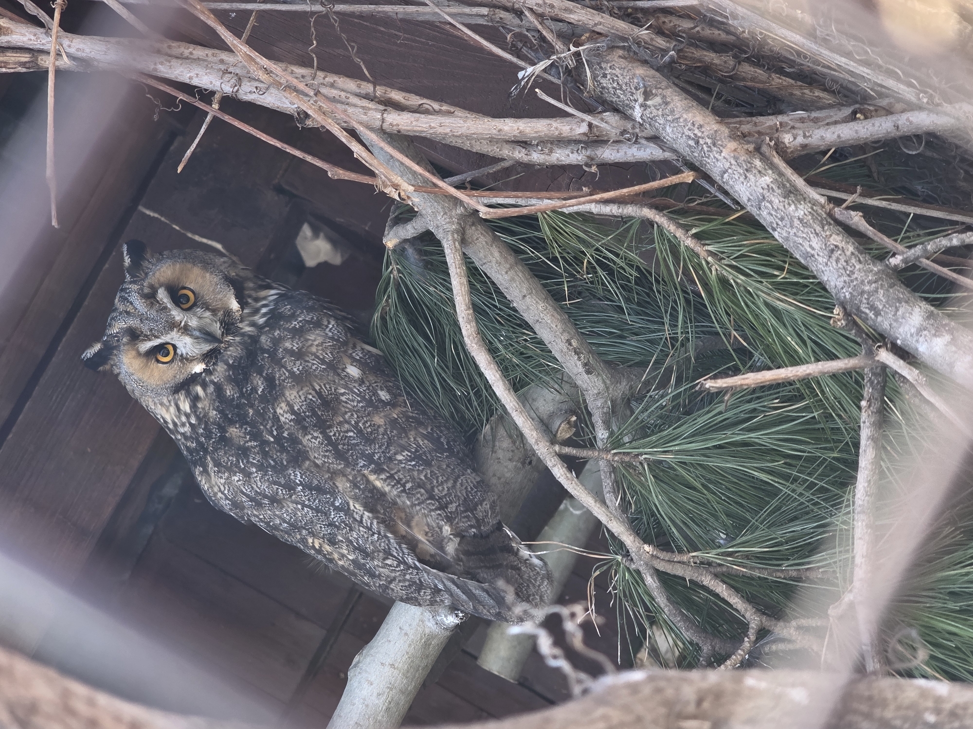 A long-eared owl is perched on a branch amidst twigs and pine needles. The owl faces the viewer and is mottled brown, grey, and white with prominent ear tufts and bright orange eyes. The background appears to be wooden slats, suggesting an enclosed space or structure. The scene may be located in Uspenskii, Russia.