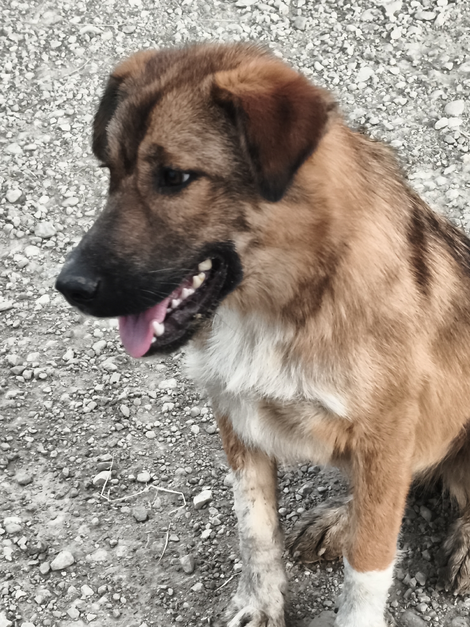 An eye-level, medium shot captures a medium-sized dog sitting on a gravelly ground. The dog, predominantly brown with lighter tan and white markings, is facing left with its mouth slightly open, revealing its pink tongue and white teeth. Its fur appears somewhat unkempt, particularly on its legs, which are dirtied. The background consists of a greyish-brown gravel surface with sparse dry vegetation. The image is taken outdoors, under natural lighting conditions. The location is specified as Sijazan, Azerbaijan.