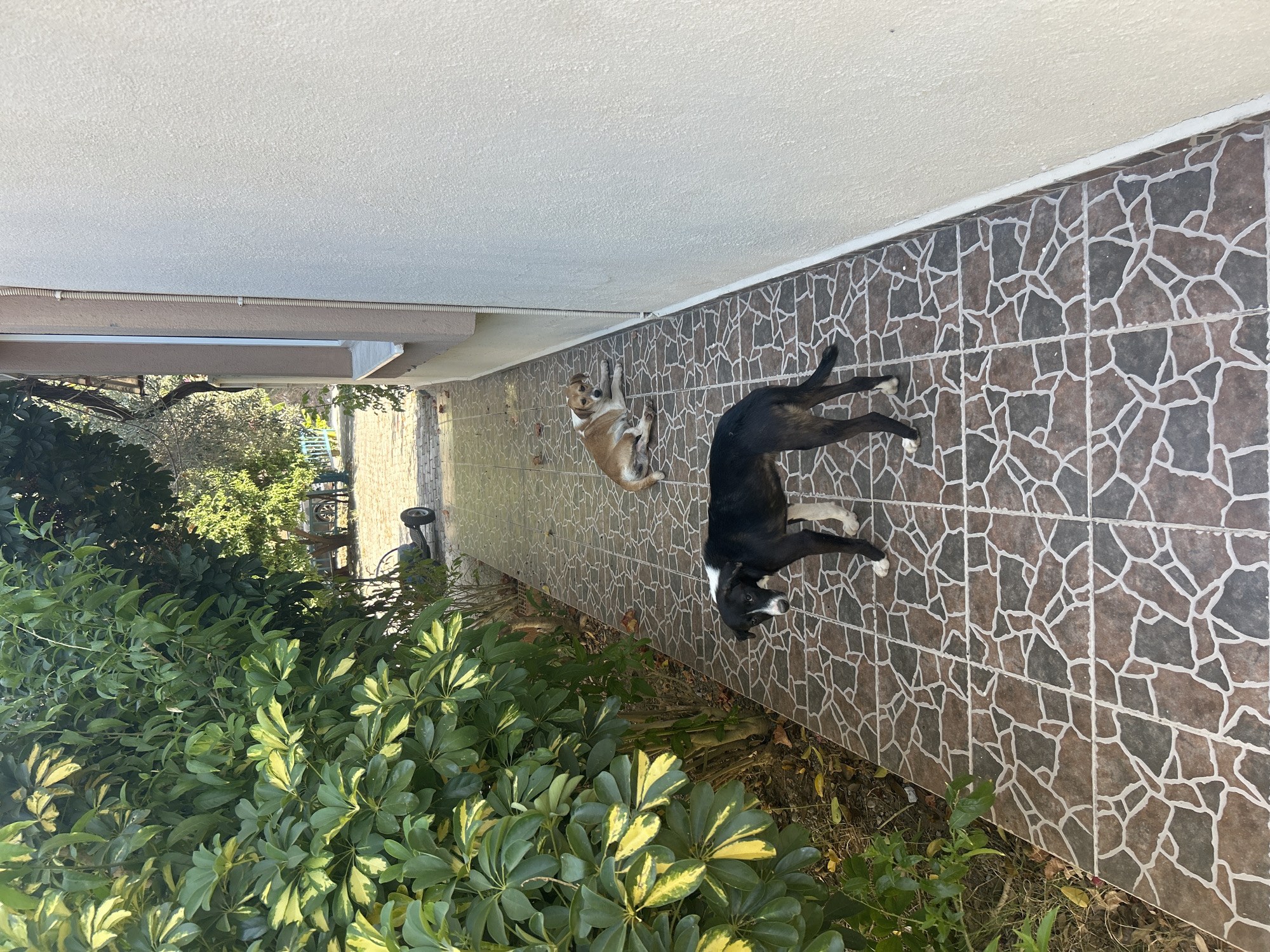 Two dogs are on a tiled walkway in front of a building. A black and white dog is standing in the foreground, facing the camera. A tan and white dog is lying down in the background, facing away from the camera. The walkway is lined with green foliage on the left and a building wall on the right. The scene appears to be in the city of Ortaca, Turkey, as indicated by the context.