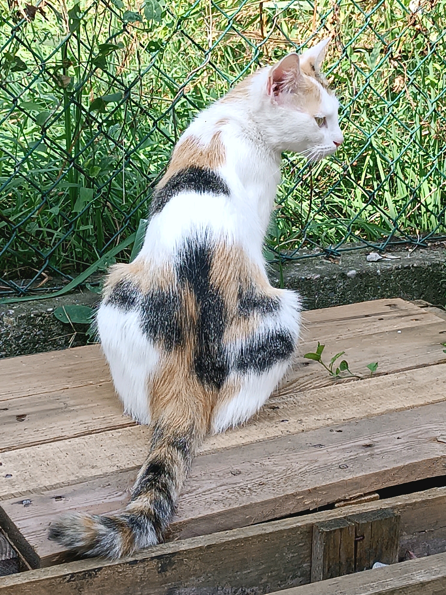A calico cat is sitting on a wooden pallet in an outdoor setting. The cat is facing to the right and looking into the distance. The cat has white, black, and orange fur. The background consists of green grass and a green wire fence. The scene appears to be in a backyard or garden. The location is Viadana, Italy.