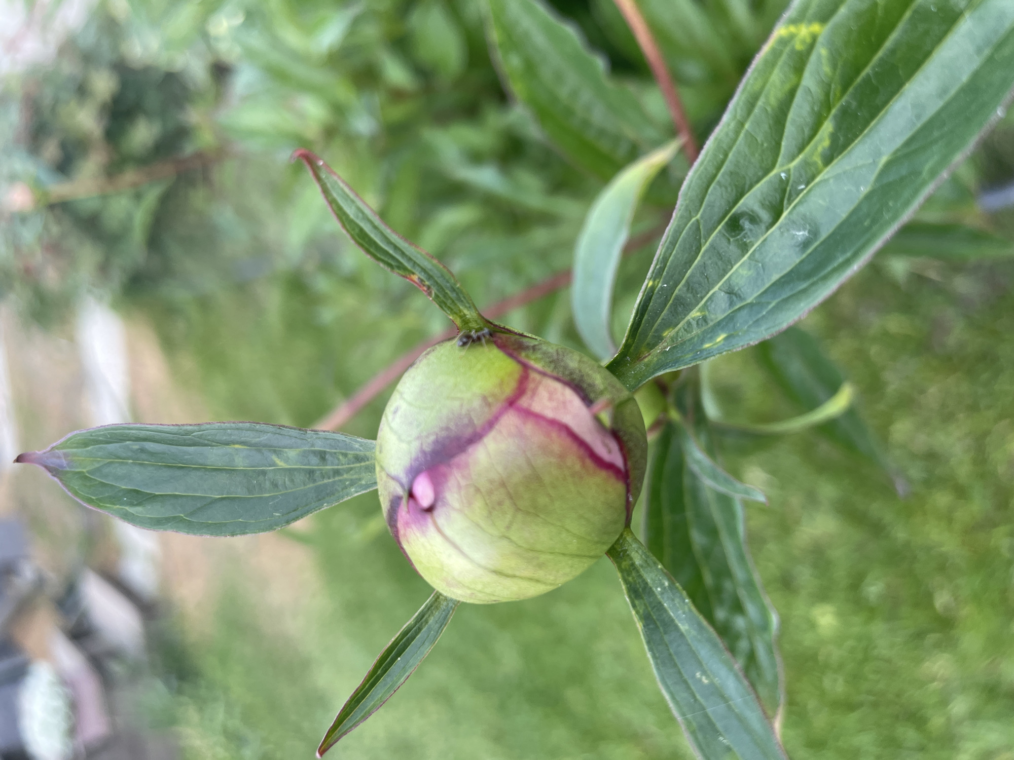 A close-up, eye-level shot focuses on a green peony bud with streaks of pink and purple. The bud is surrounded by dark green leaves, some of which have red edges. A single small black ant is visible on one of the leaves near the bud. The background consists of blurred green foliage and grass, suggesting an outdoor garden setting. The image appears to have been taken in Aropakkuzi, Russia.