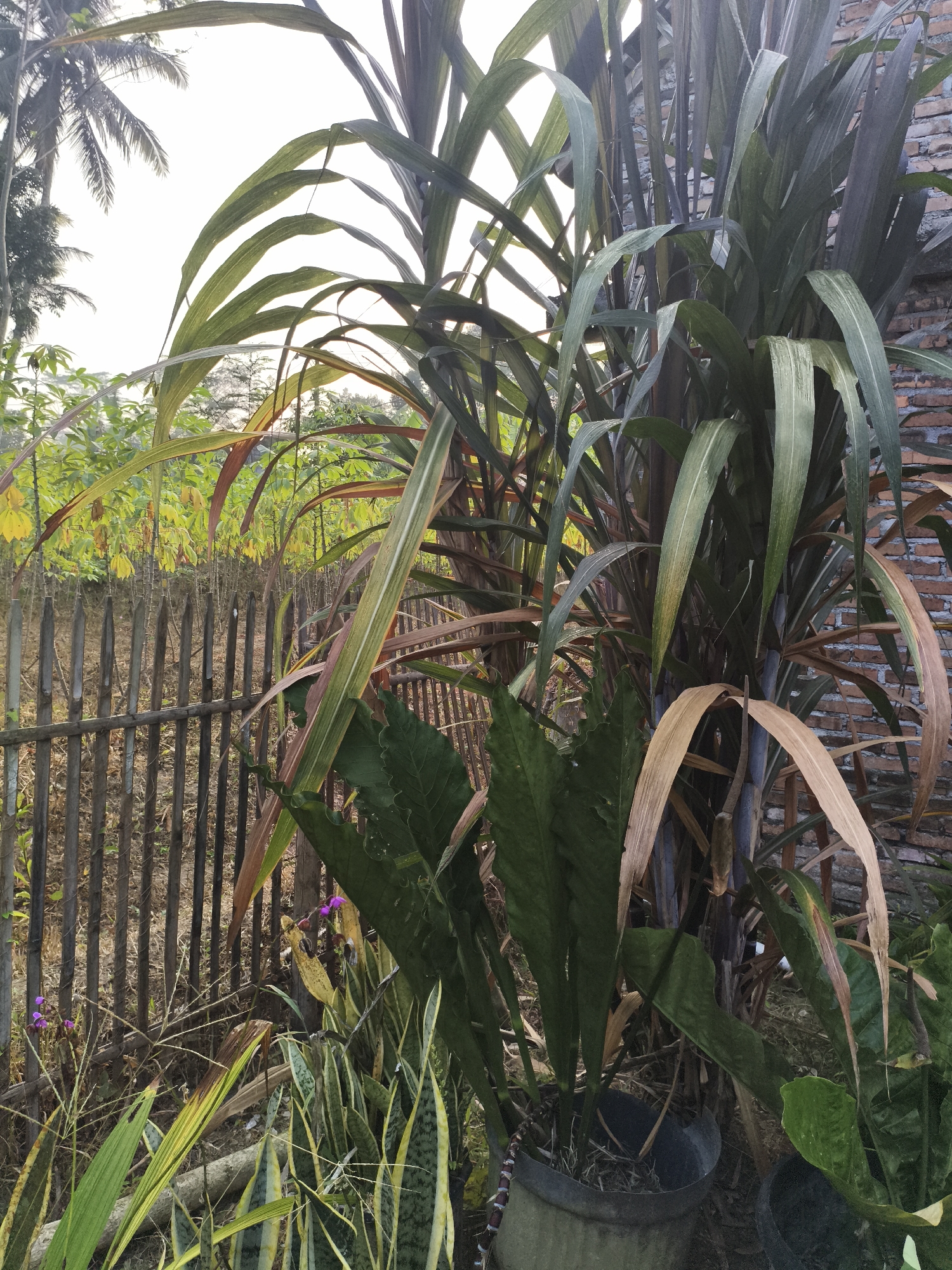 The image depicts an outdoor scene in Kembaran, Indonesia, featuring a variety of plants. In the foreground, a tall plant with dark purple stalks and long, broad leaves dominates the right side of the frame. To its left and slightly in front, a snake plant with variegated green and yellow leaves is visible. Another plant with large, dark green leaves is situated between the tall purple-stalked plant and the snake plant, partially obscuring the latter.
Behind the foreground plants, a rustic wooden fence made of vertical poles runs horizontally across the mid-ground. Beyond the fence, a field of plants with yellowing leaves, possibly cassava, stretches into the background, suggesting an agricultural or garden setting. In the far background, palm trees are visible against a bright, overcast sky.
A weathered brick wall is present on the far right edge of the image, adjacent to the tall purple-stalked plant. The ground appears to be covered in dry grass and some scattered debris. Two dark grey planters are visible in the lower right quadrant of the image, containing the plants. Small purple flowers are blooming on a thin stalk near the fence line on the left side. The overall lighting suggests it is daytime, possibly late afternoon given the warm tones on some of the leaves. There are no people or animals visible in the image.