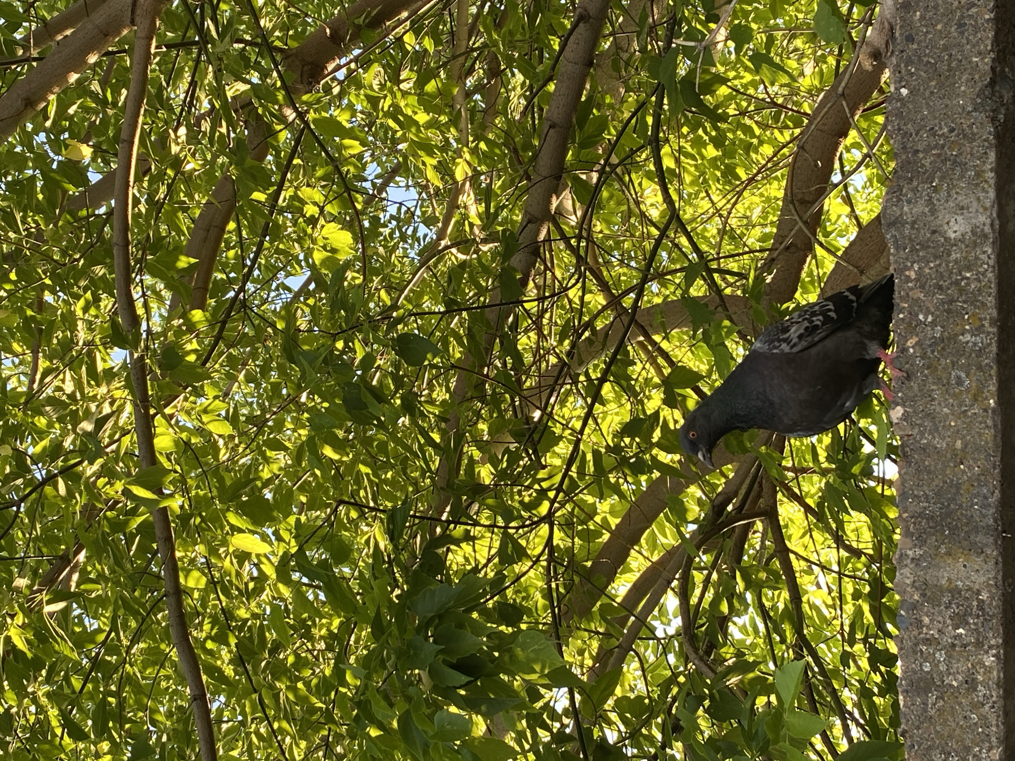 This close-up, low-angle shot looks up into the vibrant green canopy of a tree, likely captured on a sunny day in Chaikovsky, Russia. The dense foliage, consisting of numerous small, bright green leaves, is illuminated by direct sunlight, creating a striking play of light and shadow and highlighting the fresh growth of spring or summer. Bare tree branches weave through the leaves.
On the right side of the frame, a pigeon is partially visible, appearing to be perched on a branch or an adjacent structure. The pigeon is primarily dark grey with patches of white and black patterning on its wings. Its head is tilted downwards, and its bright orange eye is clearly visible. The bird seems to be looking forward or down. A rough, grey concrete or stone pillar occupies the far right edge of the image, running vertically and providing a stark, man-made contrast to the organic forms of the tree and the bird. No text is visible in the image. The scene suggests a peaceful moment in a natural or semi-natural setting, possibly a park or an area with trees alongside urban infrastructure.