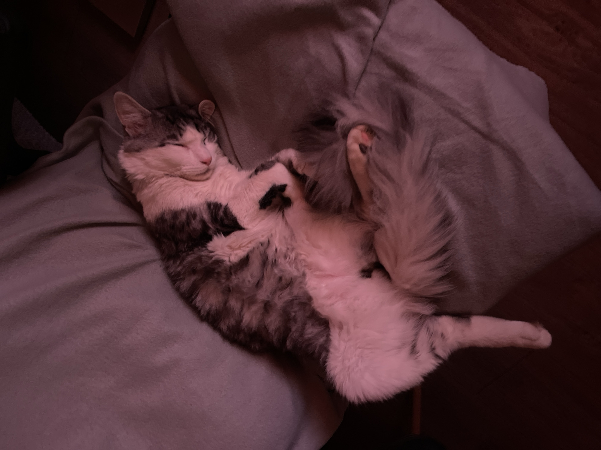 A cat with grey and white fur is lying on its back on a light grey blanket. The cat is positioned diagonally in the frame, with its head at the upper left and its hind paws at the lower right. Its eyes are closed, and its paws are curled up near its belly. The background is dark and indistinct, showing glimpses of a wooden surface at the right and a dark, possibly black, object at the left. The lighting has a slight red or pink cast. The location is indeterminable as the image does not show the city of Sofia, Bulgaria.
