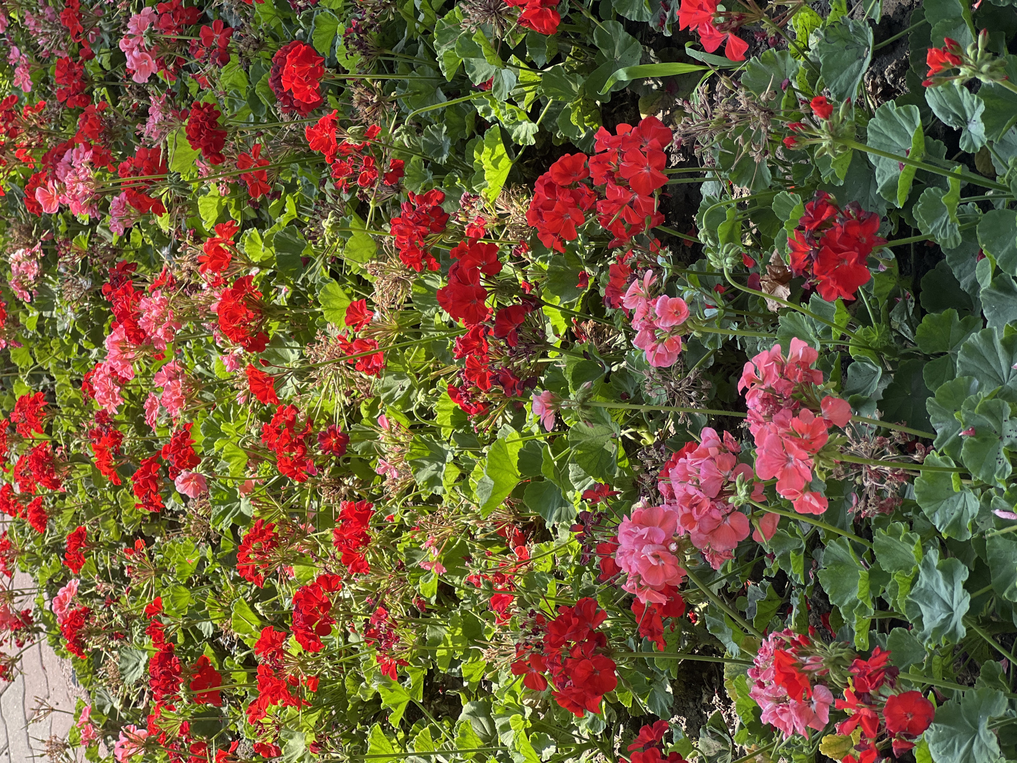 The image displays a close-up, overhead view of a dense bed of red and pink geranium flowers. The flowers are in full bloom, with some seed pods and wilting blossoms interspersed among them. The leaves are a vibrant green and appear healthy. The ground beneath the flowers is dark soil, with hints of pebbles or pavement visible in the upper left corner, suggesting a pathway or edge. The lighting indicates it is daytime, with bright sunlight creating shadows and highlighting the textures of the petals and leaves. There are no people or animals present in the image. The scene appears to be a cultivated garden or flower bed within a public space. Without additional context, a specific location in Odesa, Ukraine, cannot be determined from the image itself.