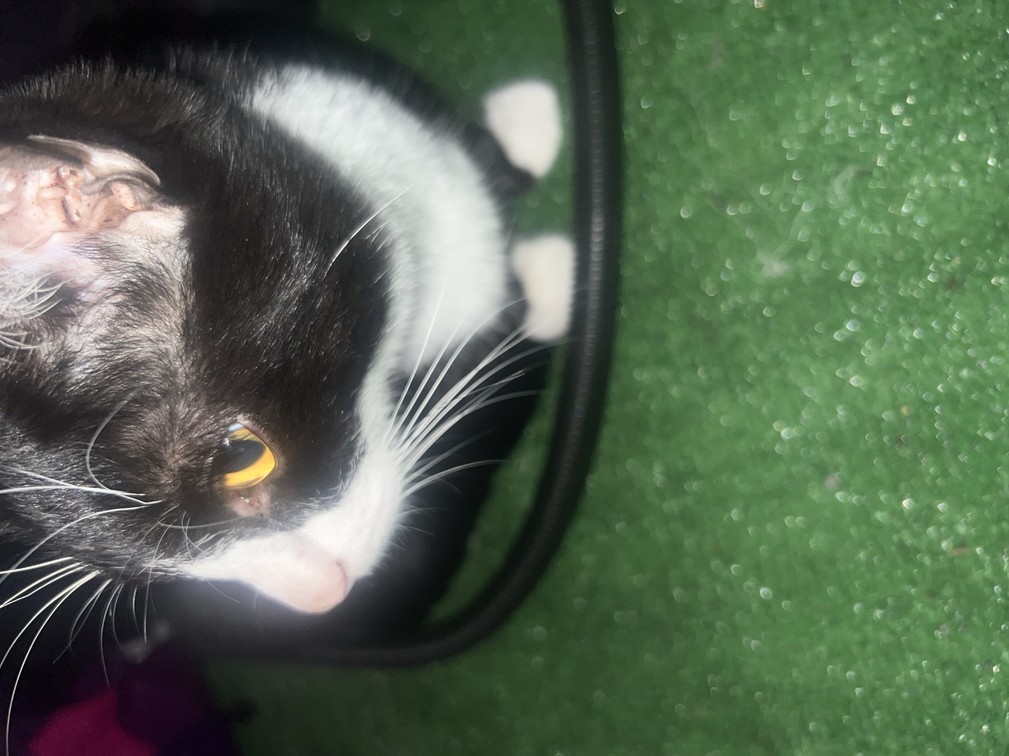 A tuxedo cat, predominantly black with white markings on its muzzle, chest, and front paws, is depicted looking towards the left side of the frame. The visible right eye is amber with a vertical slit pupil. Below the right eye, there is a small, slightly reddish lesion. The inside of the cat's right ear appears to have an irregular, textured surface with visible scabs or scarring. Prominent white whiskers extend from the left side of its face. The cat is positioned on a green, textured surface, resembling artificial turf, which exhibits a shallow depth of field with numerous bokeh highlights. A thick, black, corrugated cable or hose loops behind the cat from the mid-left to the lower right. The background behind the cat is dark, with a faint magenta blur visible in the upper left. The scene is illuminated from the front, highlighting the cat's face. The location is Unknown, Unknown.