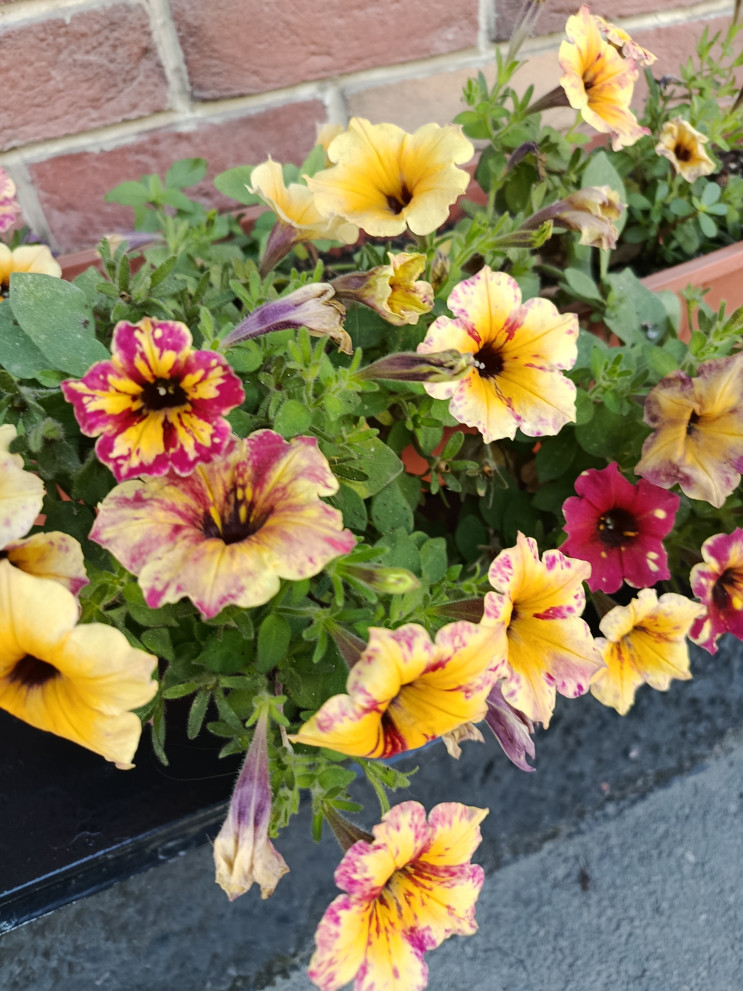 The image displays a close-up, eye-level view of a planter box filled with numerous petunia flowers of various colors, including yellow, yellow with pink marbling, and a single dark red bloom. The flowers are in various stages of bloom, with some fully open and others partially closed or wilted. Lush green foliage surrounds the flowers. In the background, a brick wall composed of reddish-brown bricks is visible, and the planter box itself appears to be made of dark material, possibly plastic or wood, resting on a gray, textured surface, possibly a sidewalk or pavement. The lighting suggests it is daytime, with the sun casting soft shadows. There are no people or animals visible in the scene. The location is specified as Saratov, Russia, though there are no explicit visual cues within the image to confirm this location.