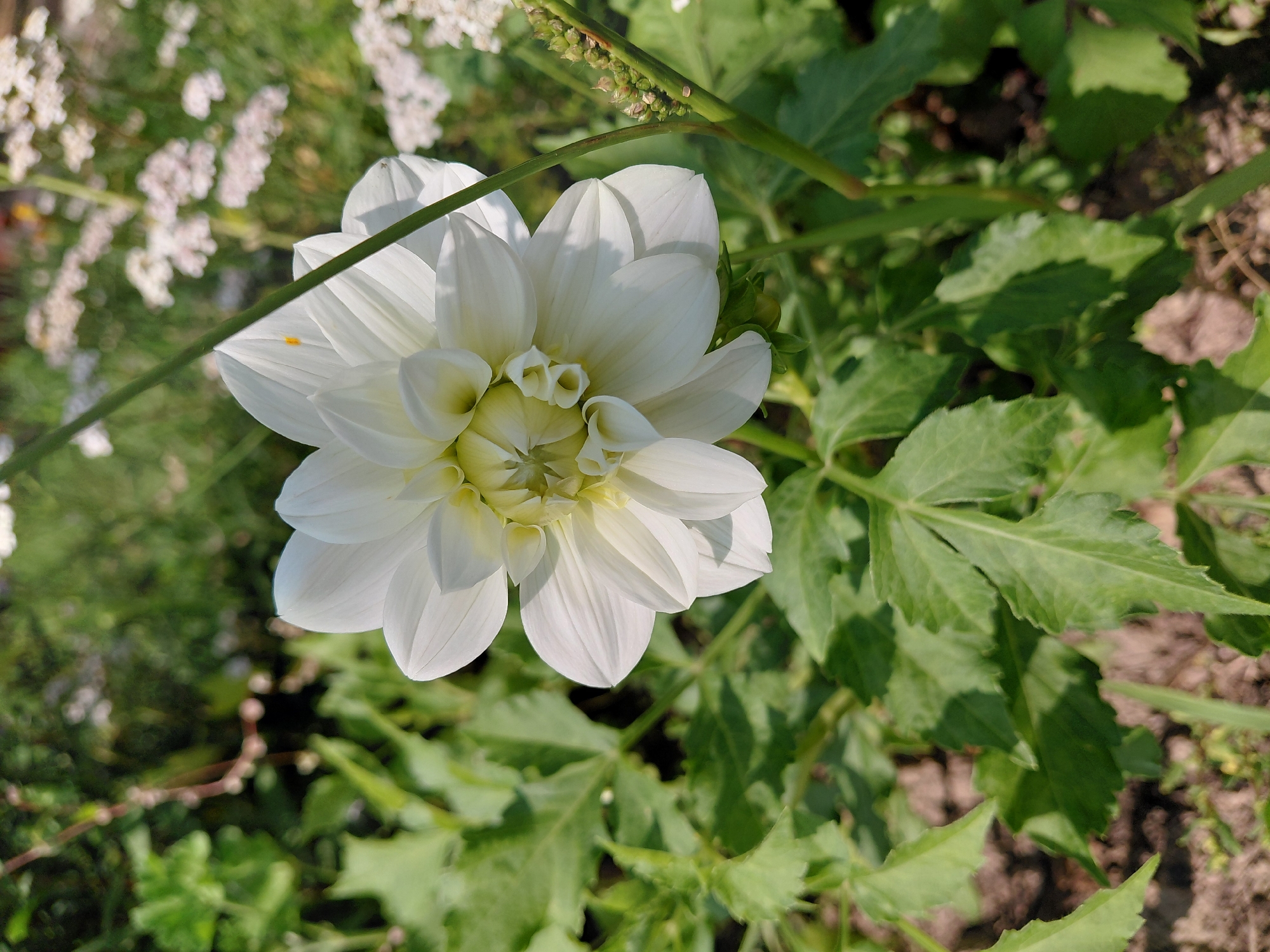 A single white dahlia flower is in full bloom, its petals layered intricately to form a complex center. The flower is positioned in the foreground, slightly to the left of the frame. Its stem, a vibrant green, extends upwards and diagonally across the image. The background is a blur of lush green foliage and hints of smaller white flowers, suggesting a garden setting. The soil is visible at the bottom of the frame, a mix of brown earth and scattered dry organic matter. The scene captures a sunny day, with soft shadows cast by the petals and leaves. This garden is located in Malinovka, Russia.