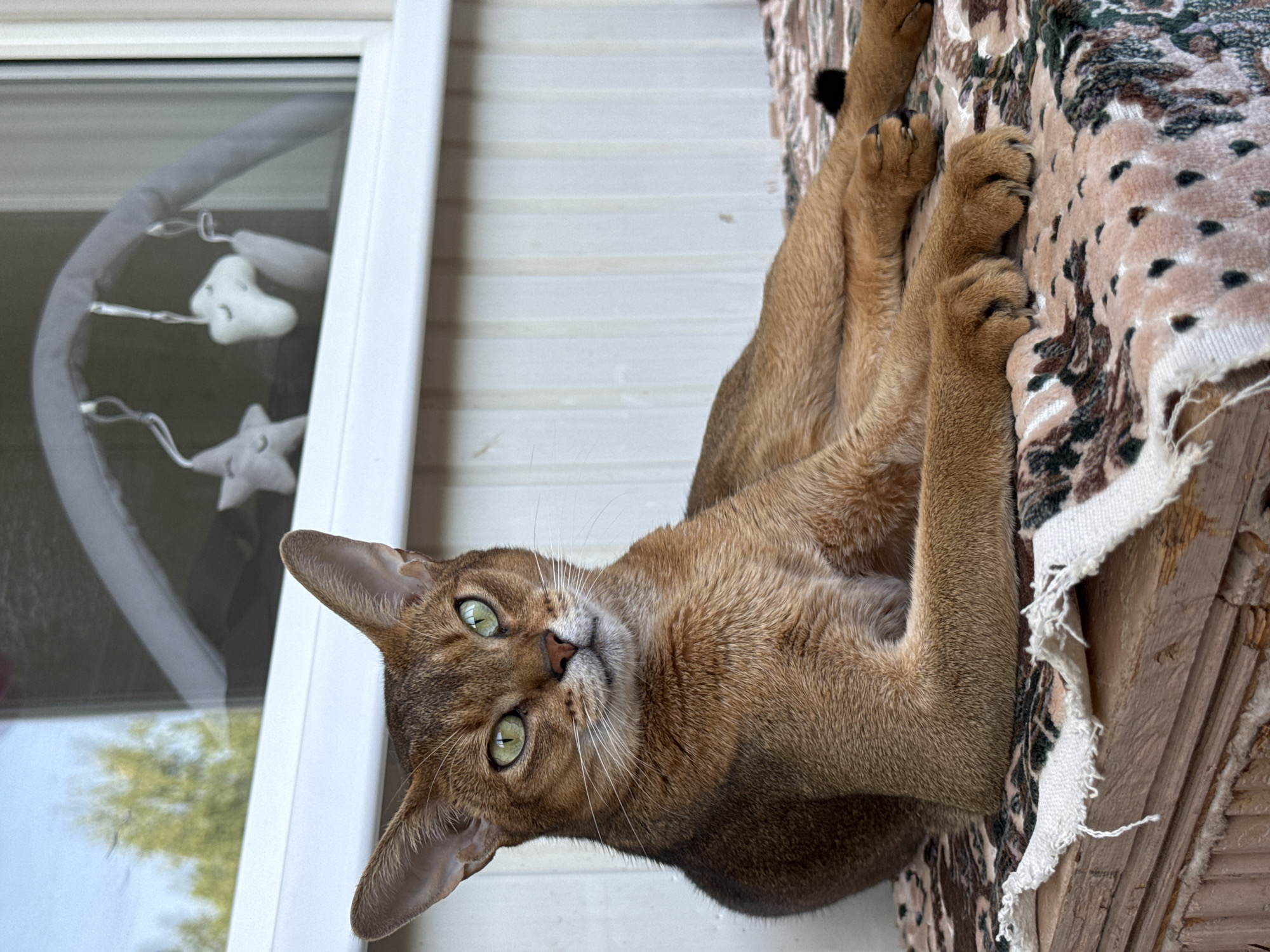A ginger abyssinian cat lies on a patterned blanket on a wooden surface. The cat is looking directly at the camera with green eyes. Behind the cat, a window reflects trees and a baby mobile with stars and clouds. The background wall is made of white vertical planks. The scene is outdoors in Noviy, Russia.