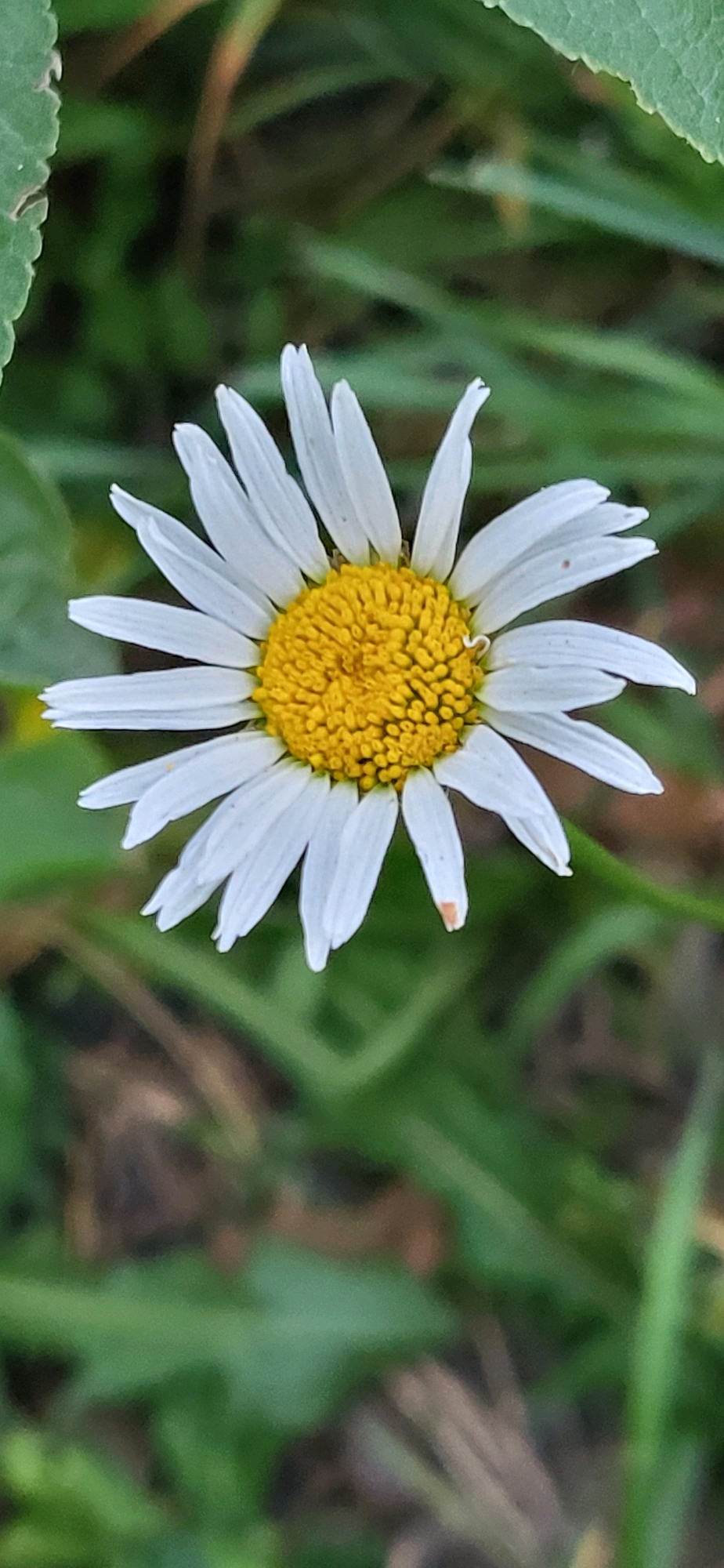 A close-up, vertical shot captures a single daisy in focus against a blurred green background. The daisy is positioned in the center of the frame, with its white petals radiating outwards from a vibrant yellow center. The petals are delicate and slightly curved, some showing slight imperfections such as tiny brown spots or subtle wilting. The green background consists of grass and foliage, suggesting an outdoor natural setting, possibly a park or a garden. There is no indication of the city of Oskemen, Kazakhstan, in the image.