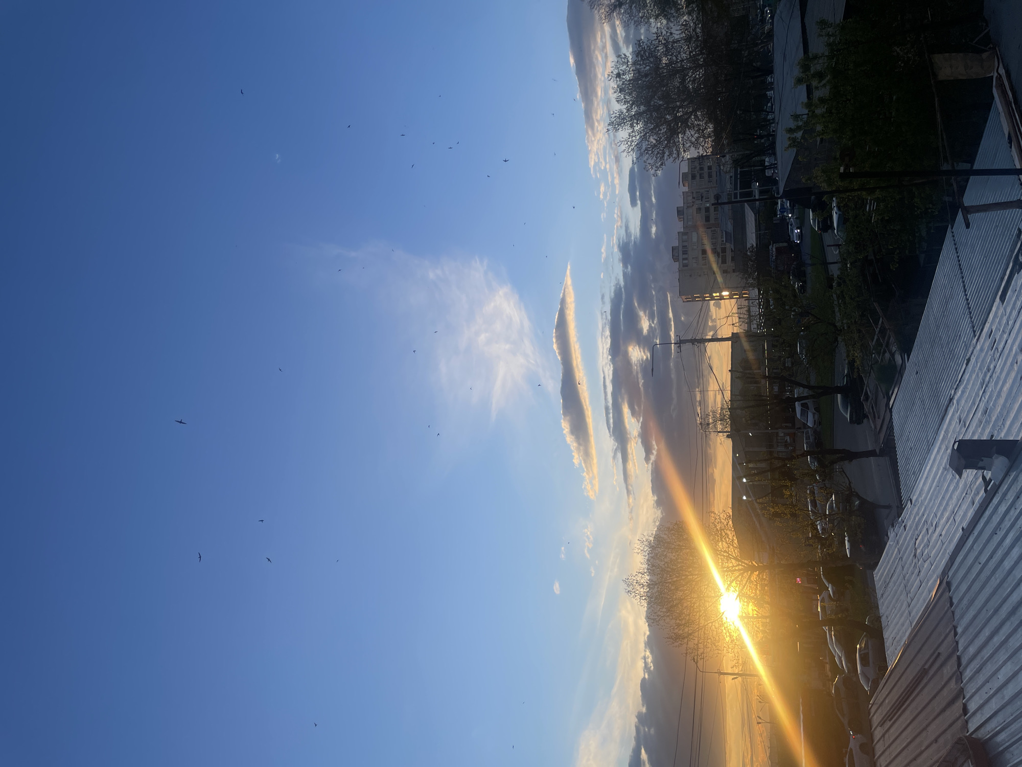 This image depicts an urban sunset scene, likely captured from an elevated perspective in Yerevan, Armenia. The sky fills the majority of the frame, displaying a deep blue color, especially on the left. Towards the right, the sky transitions into warmer hues with wispy white and golden clouds, illuminated by the setting sun.
Numerous small, dark birds are visible flying across the sky, silhouetted against the bright backdrop. A prominent, brilliant golden sunburst creates a strong lens flare on the right side of the image, marking the sun's position near the horizon.
Below the horizon, the silhouettes of trees, some appearing bare or with sparse leaves, are visible, particularly near the sun's glow. Further into the scene, multi-story urban buildings line what appears to be a street with parked and possibly moving vehicles. Utility poles and wires crisscross parts of the middle ground. In the bottom right corner, the edge of a corrugated metal roof is visible.
The time of day is clearly sunset, indicated by the golden light and the sun's low position. The weather appears clear with scattered clouds. The scene conveys a sense of peaceful urban transition from day to night. There is no visible text in the image.