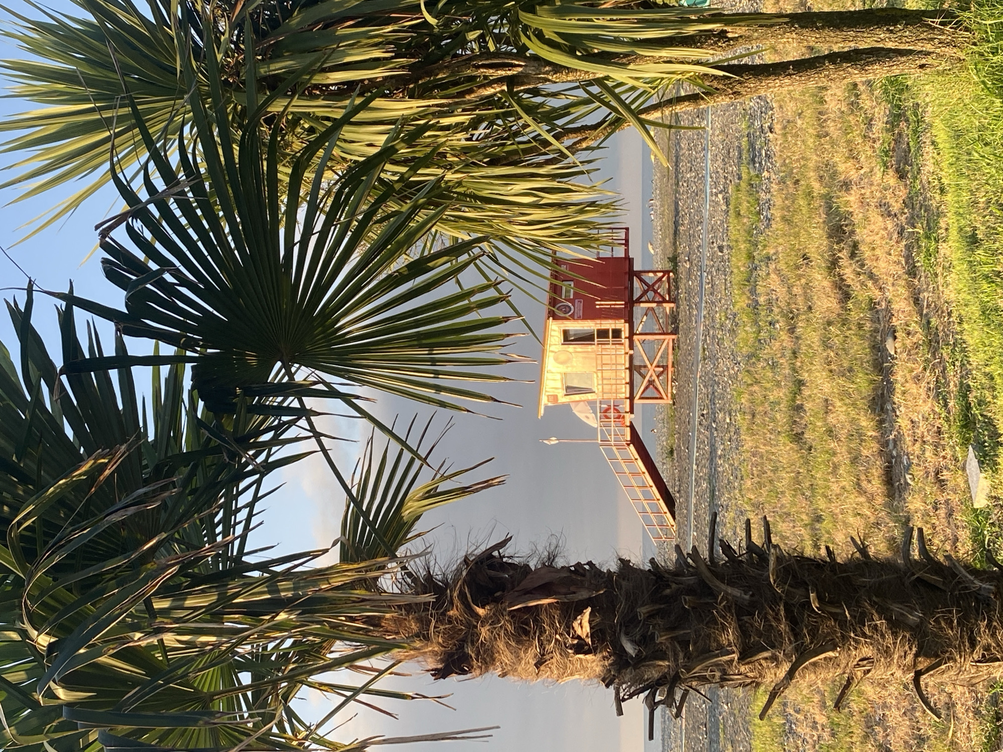 This image captures a scene on a beach in Batumi, Georgia, likely near the Black Sea coast. In the foreground, two palm trees with rough, textured trunks partially frame the view. The palm on the left is closer and more prominent, with its fronds obscuring some of the background. The palm on the right is further back and appears slightly thinner.
Between the palm trees, a bright red lifeguard station stands on stilts. It has a distinctive design with a ramp leading up to an elevated platform. The station has windows and a door, and what appears to be a small flag or pole on top. The beach itself is composed of pebbles and has patches of dry grass and some green vegetation. In the distance, the calm sea is visible under a sky that transitions from a bright blue at the top to darker, cloudier conditions lower down. A few figures, possibly people, are faintly discernible on the beach in the far background. The lighting suggests it is either early morning or late afternoon, with the sun casting a warm glow on the scene.