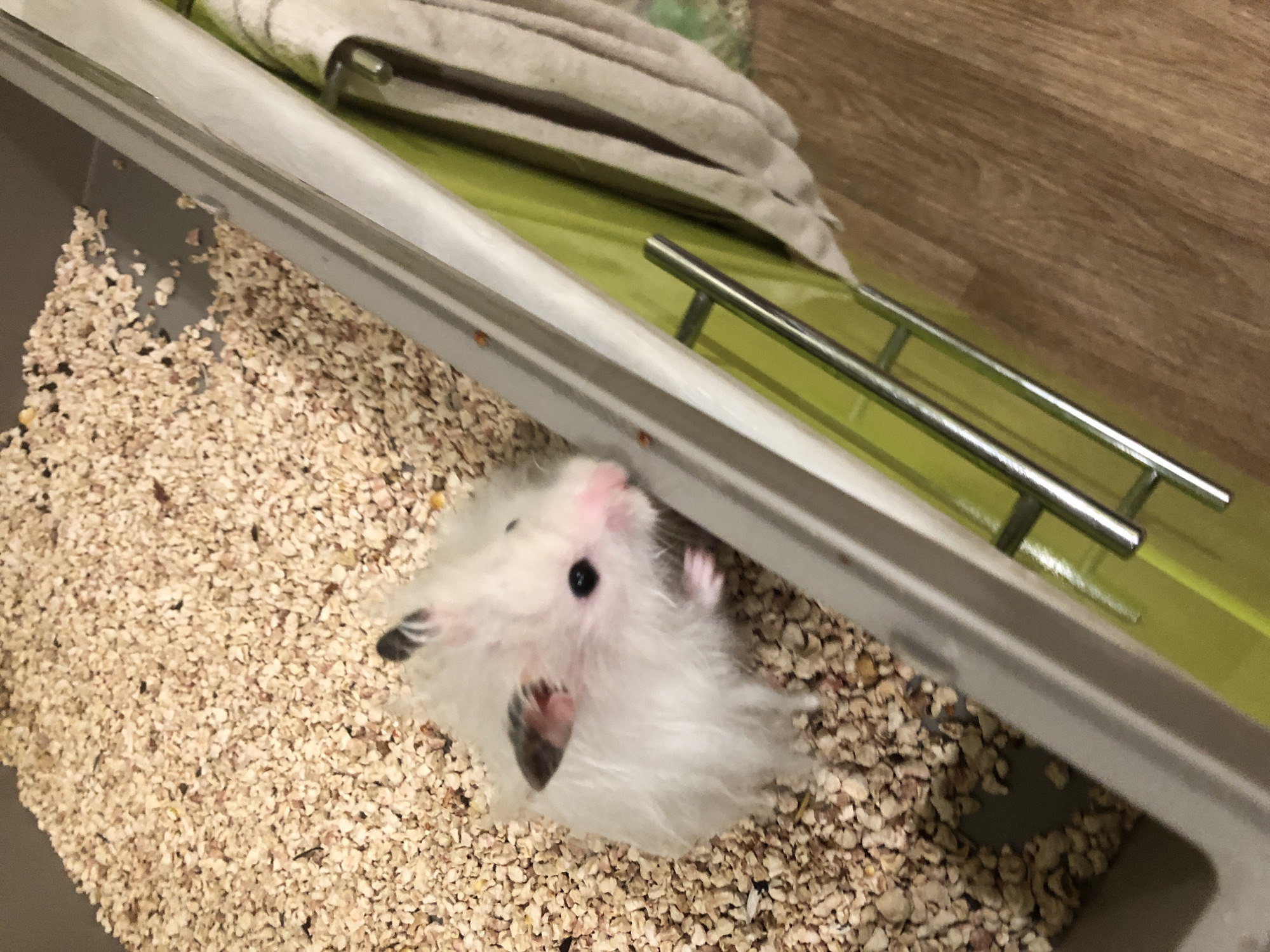 A fluffy white hamster with dark markings on its ears and a pink nose is seen from a high angle, nestled in light brown bedding inside a grey plastic bin. To the right of the bin, a bright green surface with chrome handles is visible, with a folded light-colored cloth hanging over its edge. The background consists of a wooden floor. The image does not provide any information about the city of Solikamsk, Russia.