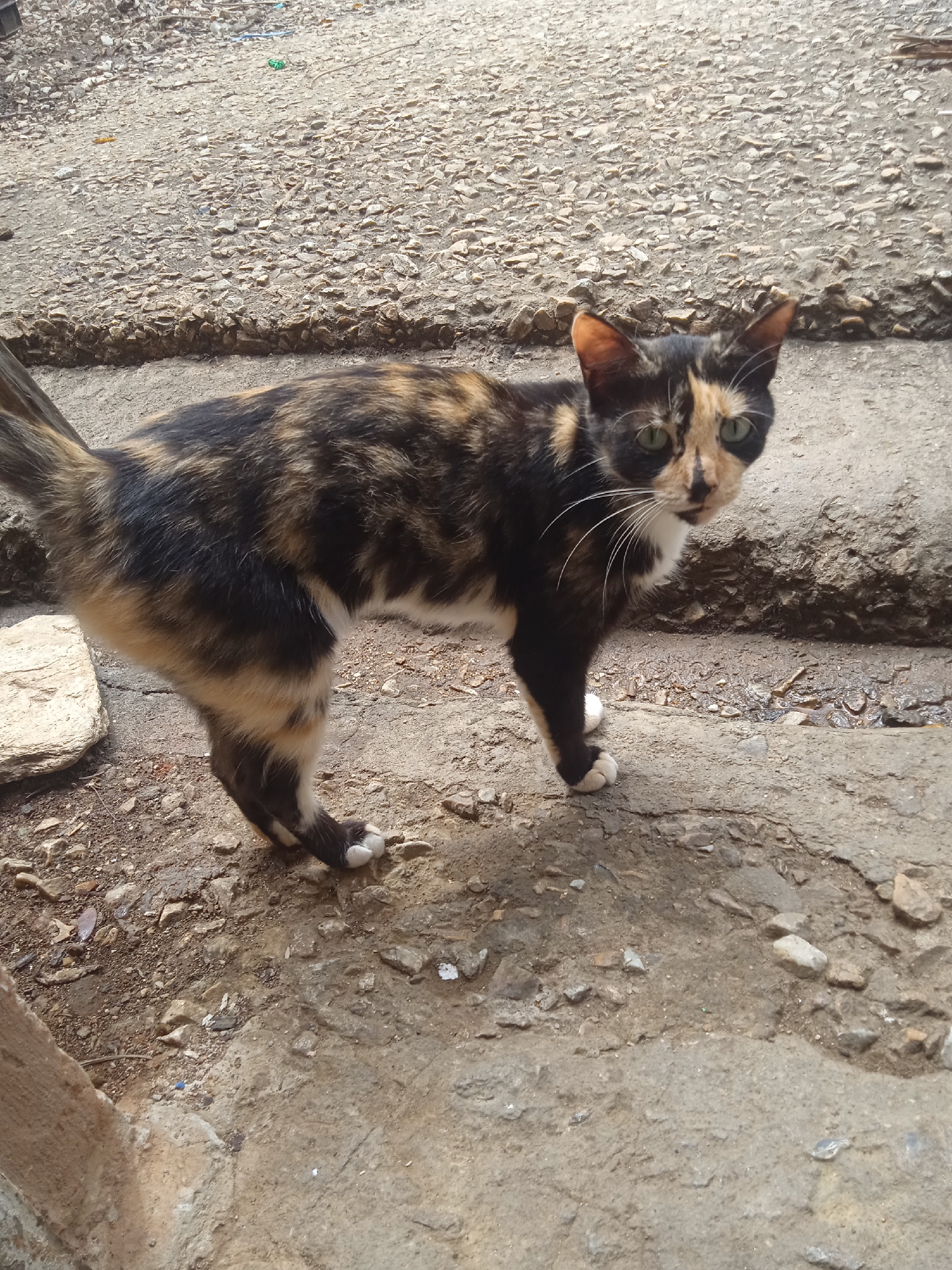 A tortoiseshell cat stands on a rough, uneven surface that appears to be a mix of dirt and stone. The cat is facing the camera, its body angled slightly to the left. It has a distinctive patchwork of black, orange, and brown fur. Its eyes are wide and green, and it has prominent white whiskers. The cat's tail is held up and slightly curled. Its front paws are visible, with one front paw slightly raised. The background is blurry but suggests an outdoor environment with more of the same rocky, earthy terrain. The lighting suggests it is daytime, and the shadows are not very pronounced, indicating it might be a partly cloudy day or the sun is high. There is no visible text in the image.
