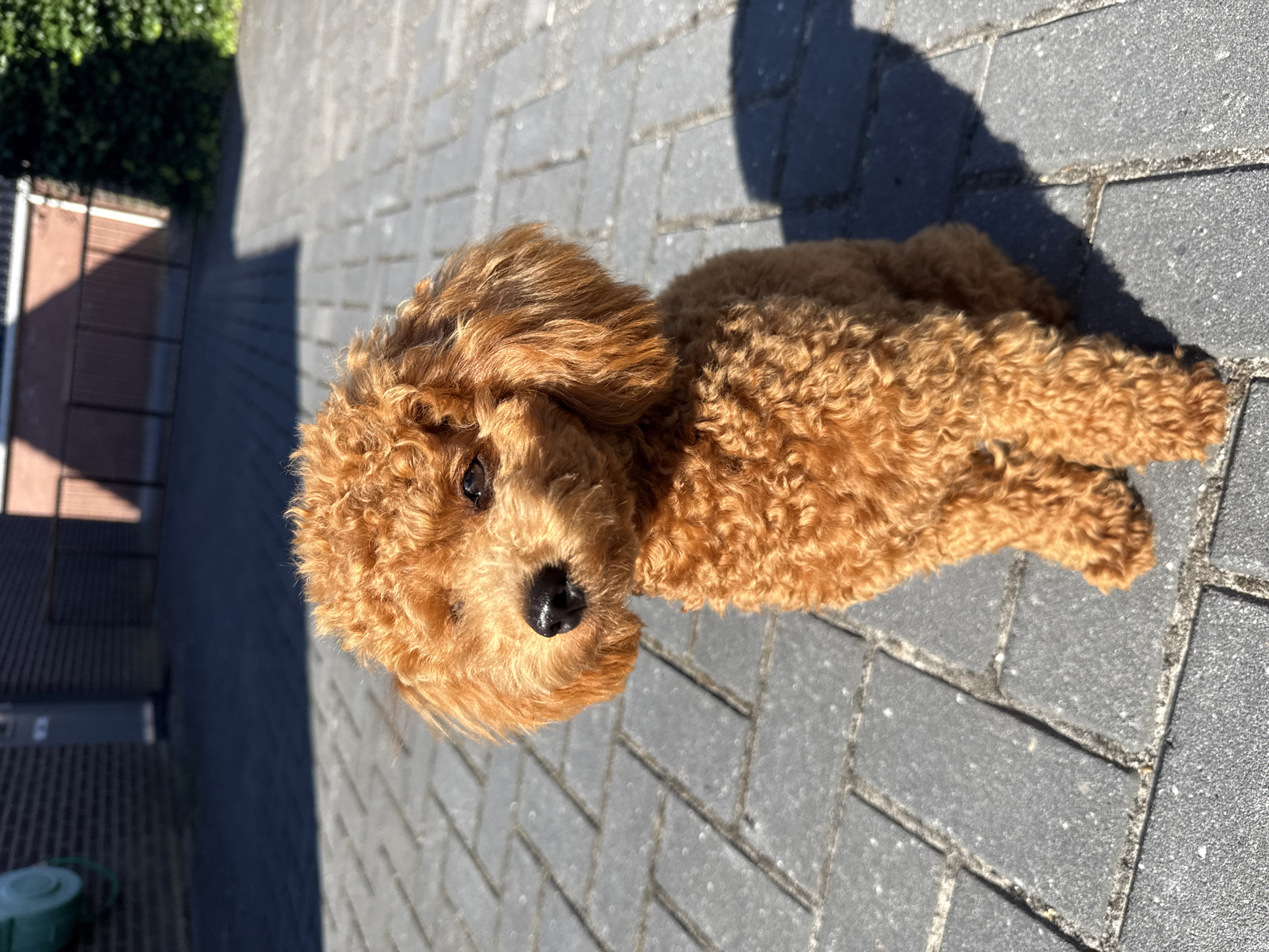 A toy poodle with curly reddish-brown fur is sitting on a paved patio. The dog is facing slightly to the left, with its head tilted up. The background shows a brick building on the left and a fence with a shadow of trees cast on the pavement. The scene is illuminated by bright sunlight, creating a distinct shadow of the dog on the ground to its right. The location is the exterior of a house in Marum, Netherlands.