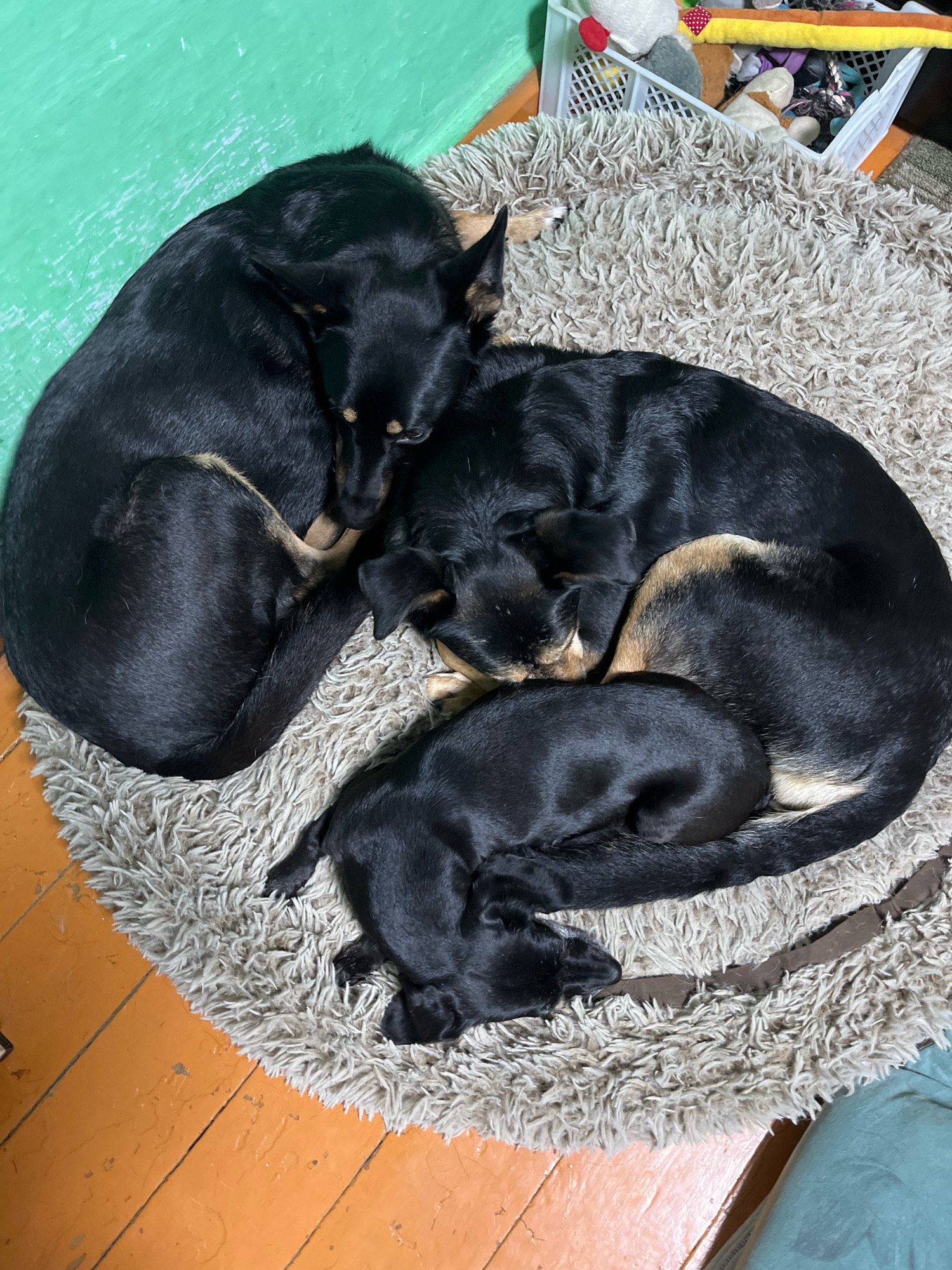 Three black dogs are sleeping curled up together on a round, shaggy rug. The rug is placed on an orange wooden floor. In the background, a green wall and a white plastic basket filled with toys are visible. The dogs appear to be a mix of breeds and sizes, with some showing tan markings around their faces and legs. The scene suggests a domestic setting, likely a home. The location in Nizhny Tagil, Russia is not discernible from the image itself.