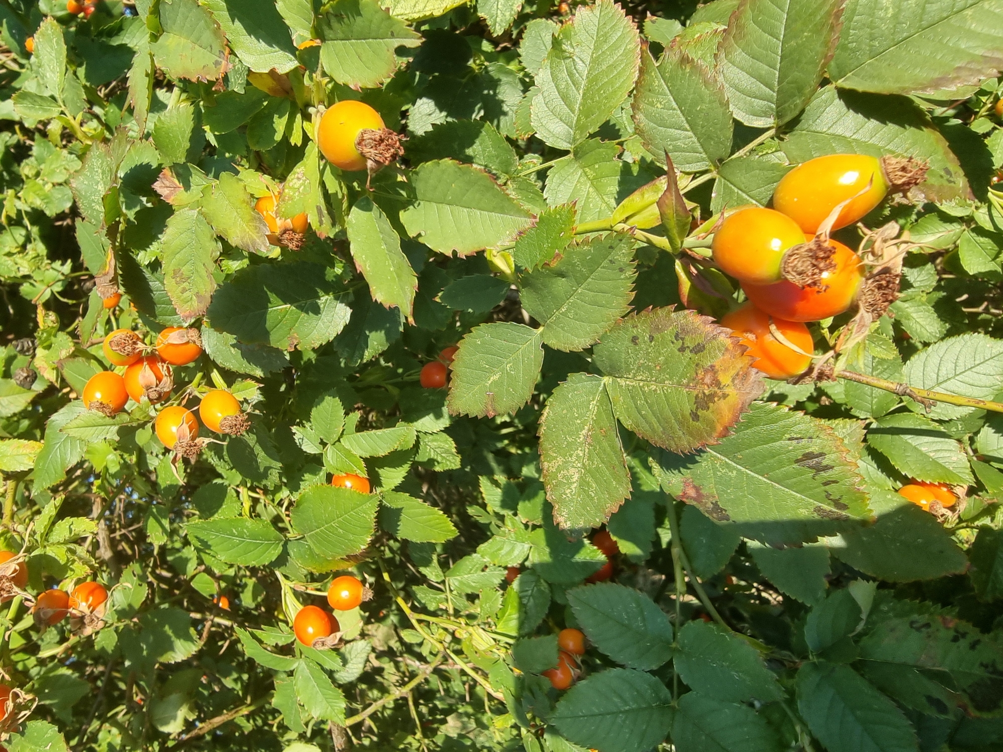 The image shows a close-up view of rose hips on a bush, bathed in sunlight. The rose hips are a vibrant orange and yellow, with some showing the characteristic withered sepals. They are clustered on branches amidst lush green leaves, some of which have browning edges or spots, suggesting the late summer or early autumn season. The background is a blur of more foliage and dappled sunlight, creating a natural, outdoor setting. There are no people or signs of human activity visible in the image. The scene is likely a natural area within the city of Kryvyi Rih, Ukraine, possibly a park, garden, or the edge of a natural reserve.