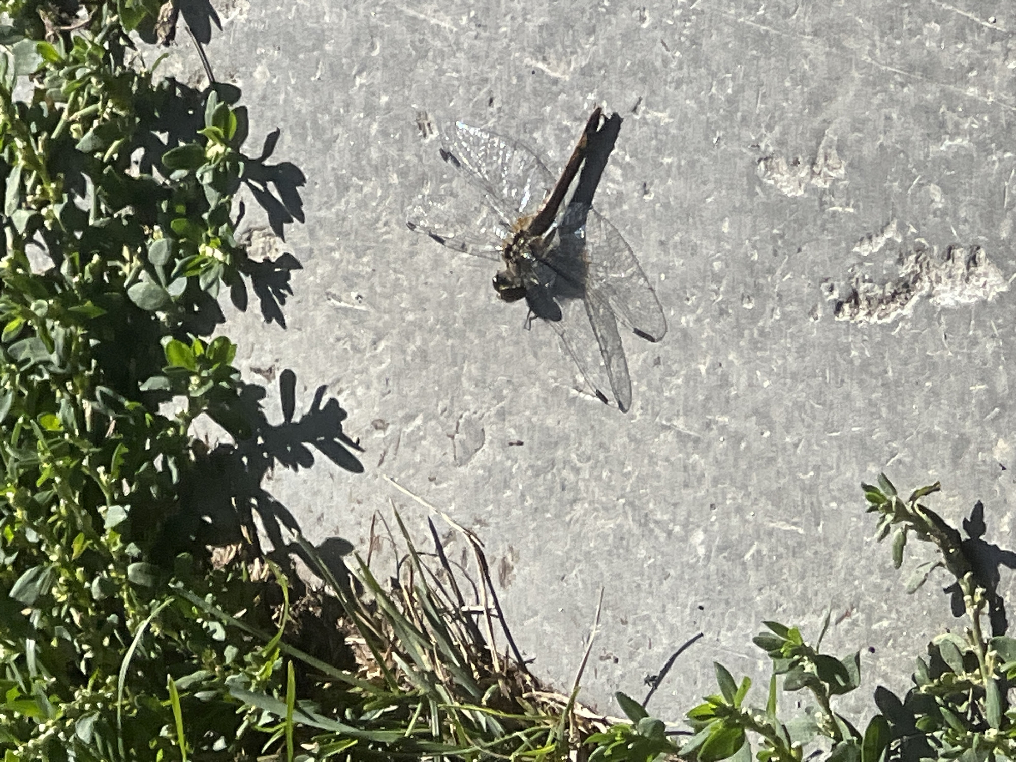 A dragonfly rests on a gray concrete surface, its transparent wings splayed open. The dragonfly is brown and gray, with a slender body. Its wings are intricate and veined. The concrete is textured and appears worn, with small specks of debris scattered across it. To the left of the dragonfly, a patch of green grass and small-leafed plants grows, casting dappled shadows on the concrete. The scene is illuminated by bright sunlight, creating sharp contrasts. The location is in the city of Mochishche, Russia.