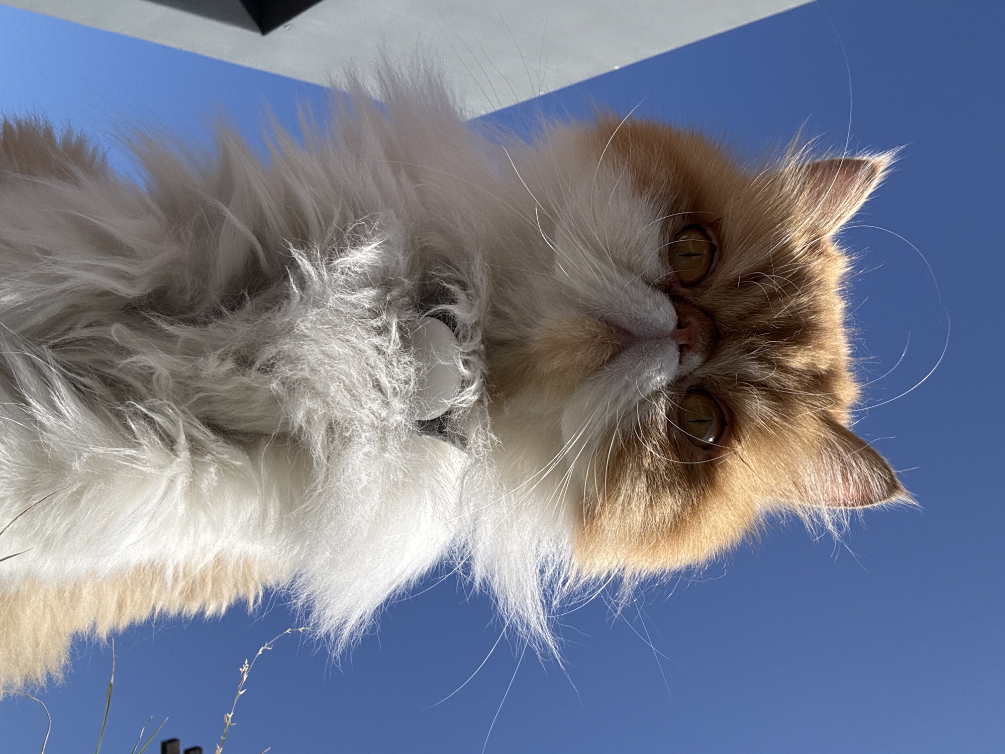A low-angle, close-up shot depicts a fluffy, long-haired cat with white and orange fur. The cat's face is oriented downward, looking towards the camera. The background consists of a clear, bright blue sky. The cat wears a collar with an unidentified white object attached to it. A corner of a grey structure is visible in the upper-left corner of the image, partially obscuring the blue sky. Sparse plant life appears in the lower-left corner. The location is likely outdoors, and the photo was taken during the daytime. The city of Los Angeles, United States of America is not visible in the image.
