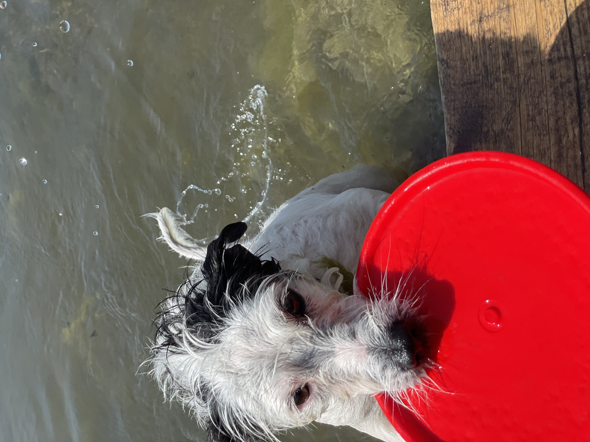 A close-up, eye-level shot shows a wet, black and white dog with shaggy fur, holding a bright red frisbee in its mouth while standing in murky water. The dog's eyes are dark brown and look directly at the camera. Water splashes are visible around the dog's head and in the background. The dog is partially submerged, with its lower body out of frame. To the right, a portion of a wooden dock is visible, casting a shadow. The scene appears to be outdoors in a body of water, possibly a lake or river.