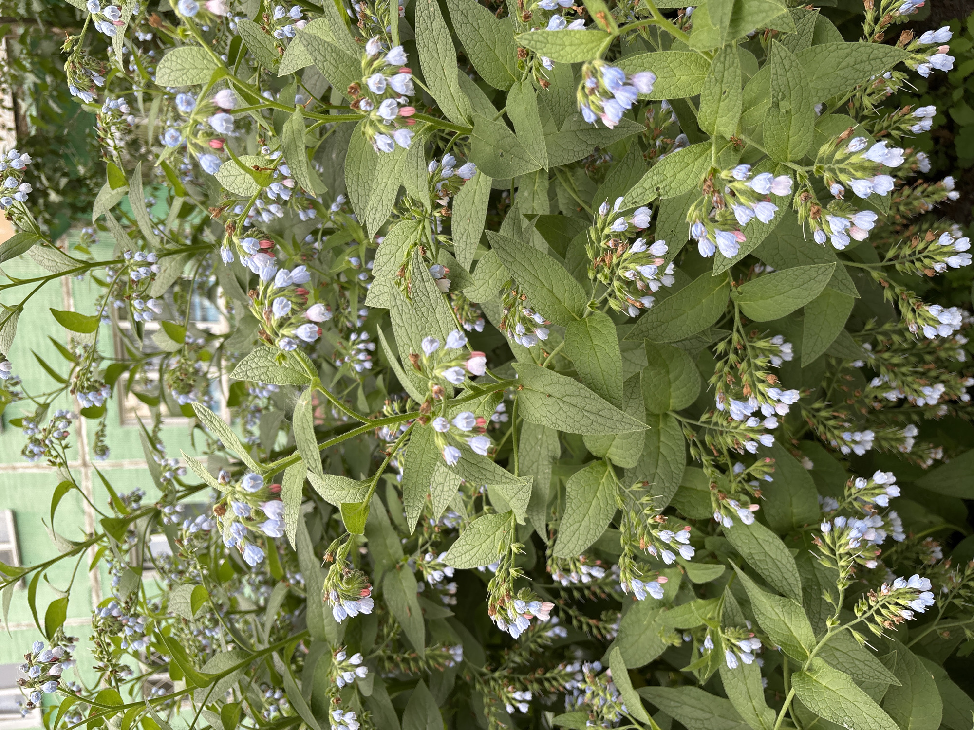 The image shows a dense cluster of blue and pink bell-shaped flowers with green leaves, likely Comfrey, growing in front of a light green building. The building has visible windows and appears to be an apartment block, typical of urban environments. The overall impression is a lush, natural growth in an urban setting. The image does not show any people, actions, or interactions. Based on the style of the building, the scene is plausible for a residential area in Novosibirsk, Russia.