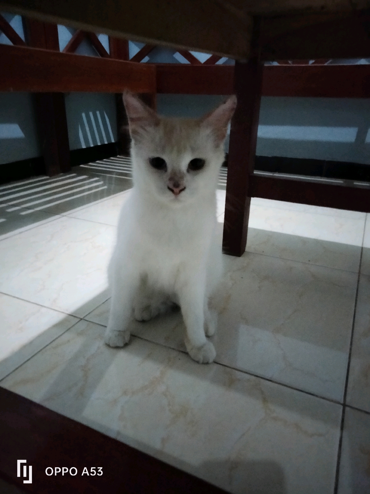 A white kitten with light brown markings on its head sits on a tiled floor under a wooden structure, likely a table or bench. The kitten faces the camera, its eyes looking directly at the viewer. The floor is made of large, light-colored tiles with darker grout lines. Shadows from the wooden structure are cast on the floor and a gray wall in the background, creating a striped pattern. The overall lighting suggests an indoor or shaded outdoor setting. The bottom left corner of the image displays the "OPPO A53" watermark. The scene does not provide any specific information to determine its location within the city of Trenggalek, Indonesia.