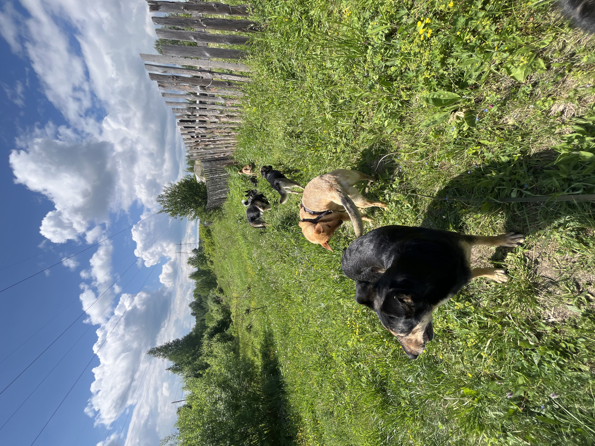The image, set in Nizhny Tagil, Russia, captures an outdoor scene featuring several dogs in a vibrant grassy area alongside a rustic wooden fence under a bright, partly cloudy sky.
In the foreground and mid-ground, approximately five dogs of varying sizes and colors are visible. A prominent black and tan dog occupies the immediate foreground, looking down at the grass. To its left, a tan dog wearing a dark harness is also sniffing the ground. Further back, two smaller black and tan dogs and a small brown dog are exploring the lush terrain near the fence. One of the smaller dogs appears to be wearing a harness. The dogs are actively engaged in sniffing and moving, suggesting an outdoor walk or exploration.
The setting features abundant green grass dotted with small yellow and blue wildflowers, indicating a natural or semi-rural environment. A weathered wooden fence runs vertically along the left side of the frame, marking a boundary. Beyond the fence and in the distance, a line of green trees is visible.
The sky is a clear blue with large, fluffy white cumulus clouds, signifying fair weather. Bright sunlight illuminates the scene, casting noticeable shadows, which suggests it is daytime, likely mid-morning or afternoon. Power lines and utility poles can be seen stretching across the background against the sky and treeline.
There is no visible text in the media file.