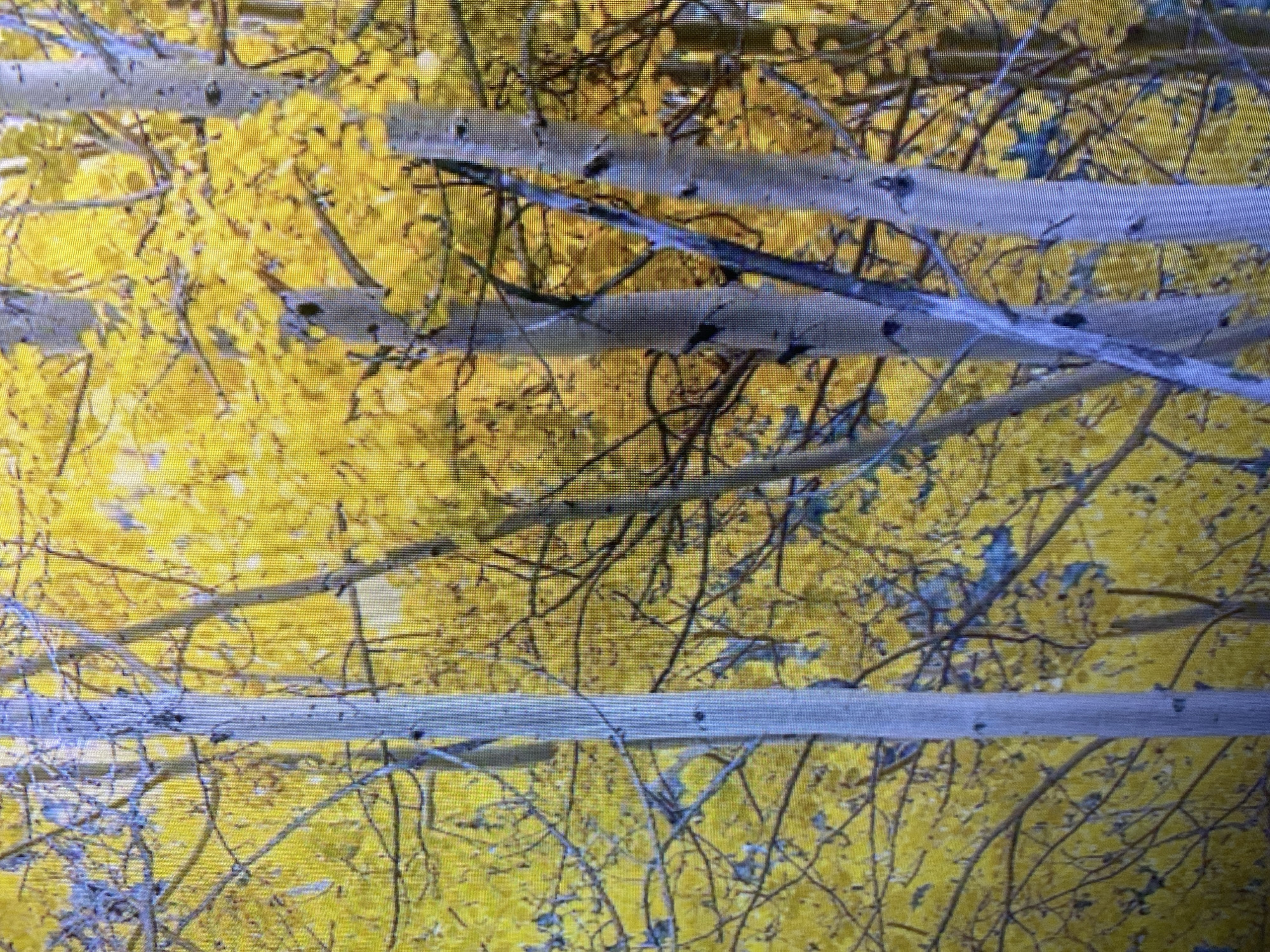 The image shows a close-up of aspen trees with bright yellow autumn leaves. The trunks of the trees are light gray and slender, with visible bark texture and dark spots. The branches are thin and crisscross through the frame, some bare and others adorned with vibrant yellow foliage. The background is a dense mass of yellow leaves, creating a blurred effect that emphasizes the foreground trees. The lighting suggests it is daytime, and the overall impression is one of a forest in full autumn splendor. There are no people or animals visible in the image. This scene depicts an autumn forest in the vicinity of Smolyan, Bulgaria, a region known for its natural beauty and deciduous forests.