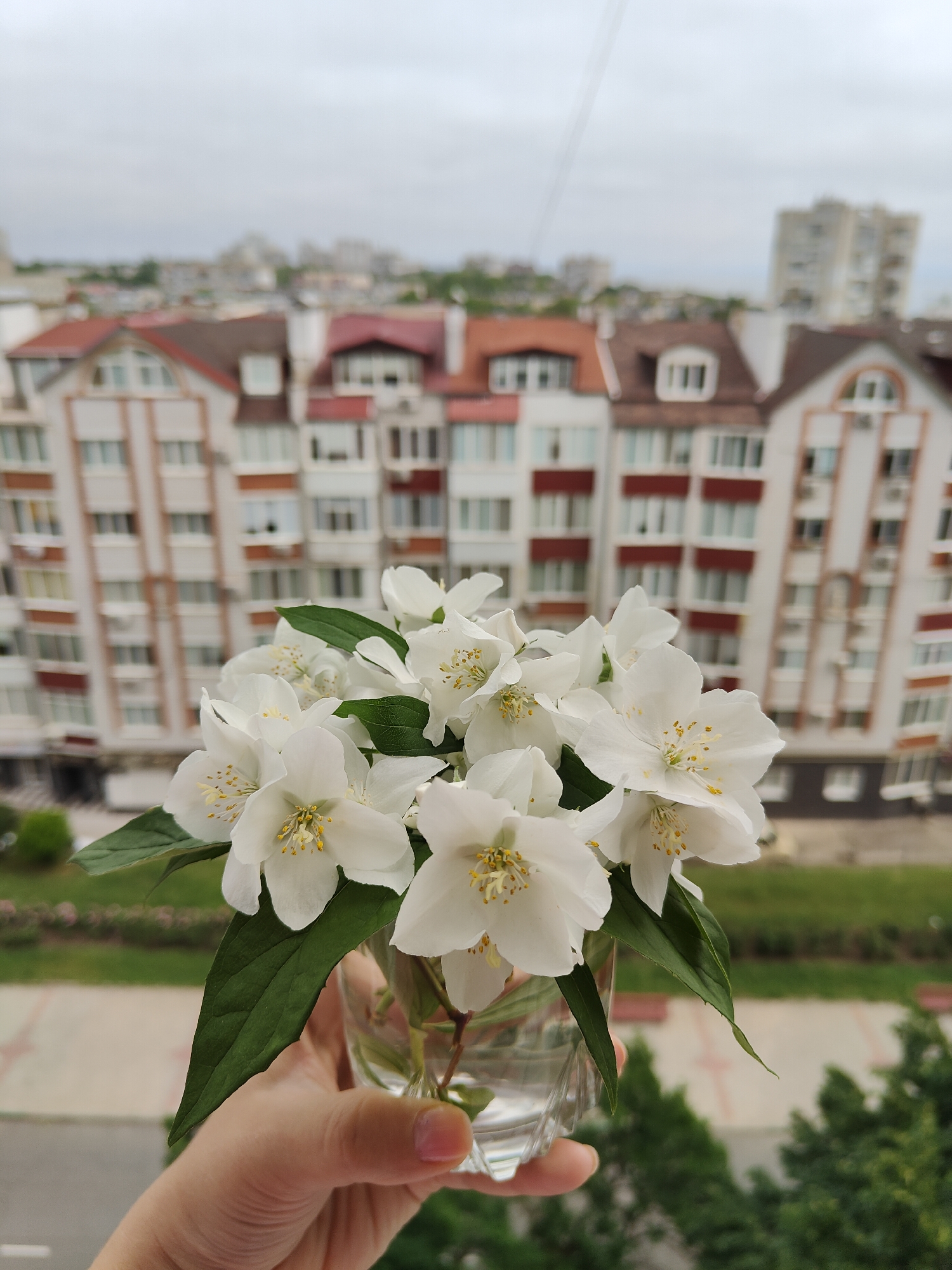 The image presents a close-up, high-angle view of a hand holding a small, clear glass vase filled with white jasmine flowers, set against a blurred urban background.
In the foreground, a light-skinned hand, visible from the wrist down, firmly grasps the faceted glass vase. Inside are several freshly cut jasmine blooms with their characteristic five to seven delicate white petals and clusters of bright yellow stamens. Lush green leaves stem from the same branches, providing a vibrant contrast to the white petals.
The background reveals a residential cityscape under an overcast sky, suggesting it is daytime with muted light. The buildings are multi-story and vary in architectural style, typical of a city like Chornomorsk, Ukraine. Immediately behind the flowers, several apartment buildings are visible, some featuring distinctive reddish-brown sloped roofs and accents, and white or light-colored facades. Further back, more urban structures, including taller, more modern-looking buildings, are blurred by the depth of field, extending to the horizon. Below the buildings, glimpses of green trees and possibly a park or landscaped area can be seen, indicating a mix of urban and natural elements.
There is no visible text in the image. The overall impression is one of tranquility, highlighting the simple beauty of nature amidst a bustling city environment.