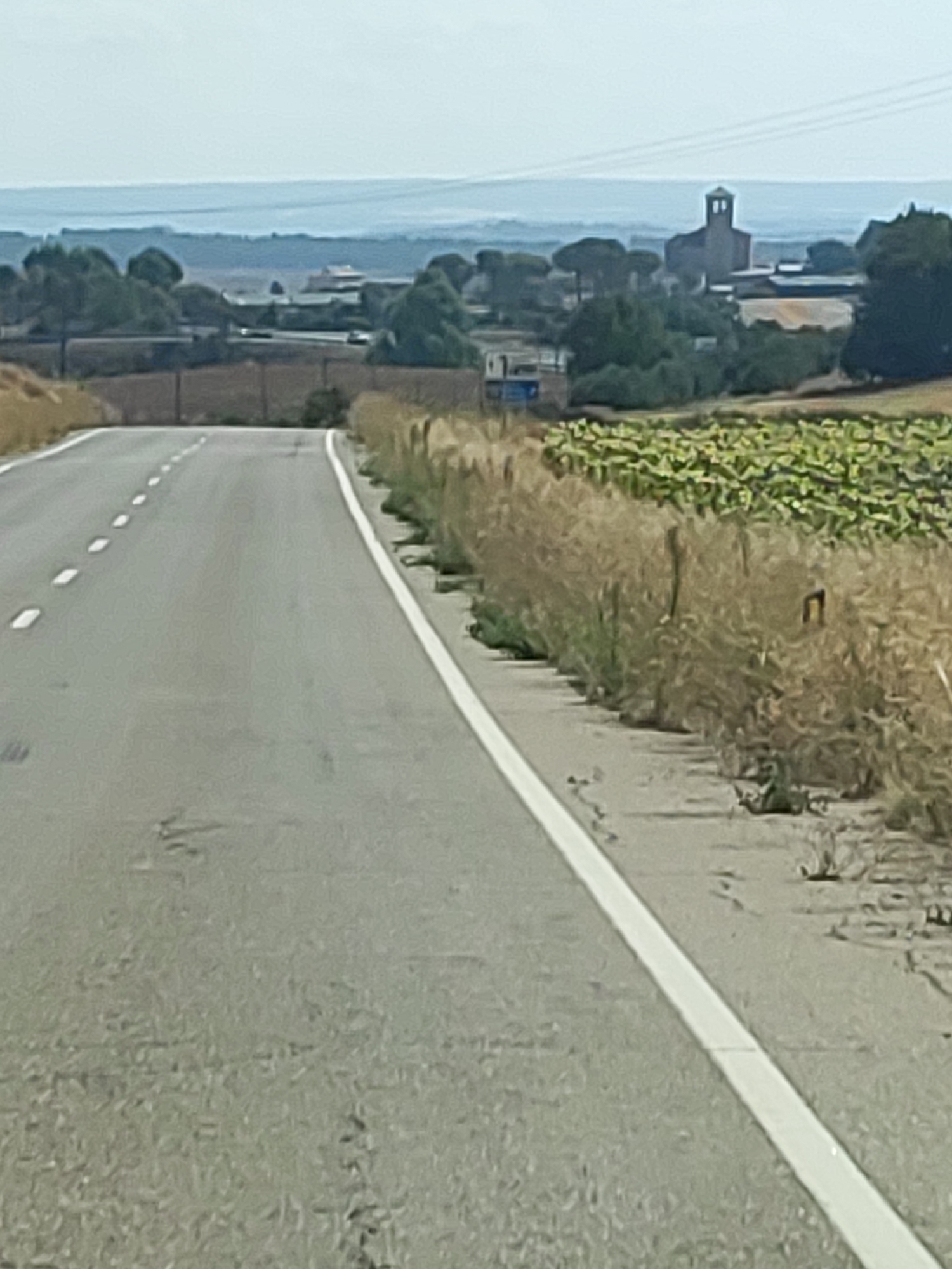 The image captures a perspective from a road, likely in La Almarcha, Spain, as suggested by the agricultural landscape and the distant structure resembling a church tower. The road itself is paved, with white dashed lines marking its center and a solid white line delineating the right edge. On the right side of the road, a field of dry, tall grass runs parallel to the asphalt, bordering a vibrant green crop field, possibly sunflowers, in the mid-distance. In the background, a cluster of trees and buildings are visible, including a distinct tower with arched openings, characteristic of a church or similar historical structure. The sky is a pale blue, with faint horizontal lines suggesting distant hills or landforms. The overall scene depicts a rural setting on a clear day. There are no people visible in the frame.