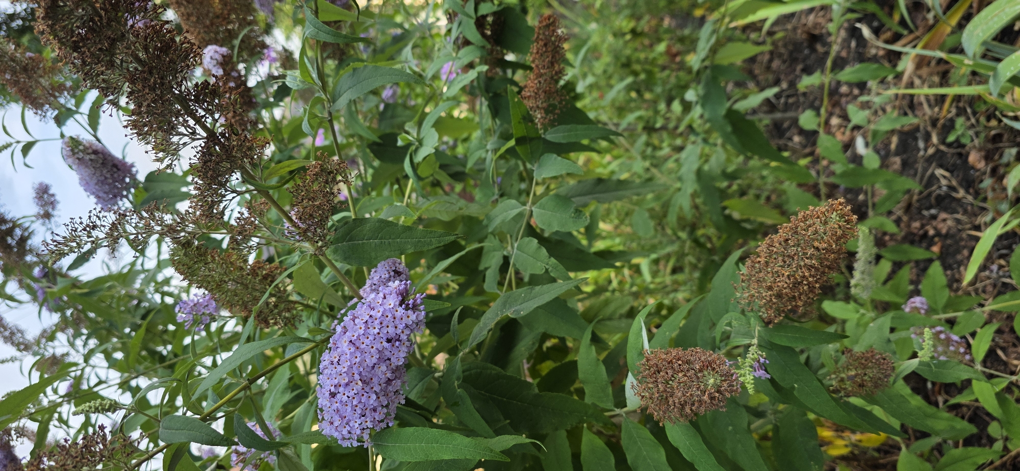 The image shows a close-up view of several blooming butterfly bush plants. The plants feature clusters of small, lavender-colored flowers, some of which are still in bud. There are also dried seed heads from previous blooms, which are a reddish-brown color. The leaves are lance-shaped and green. The plants are in a garden setting with blurred green foliage and brown earth visible in the background. The lighting suggests it is daytime, with soft light illuminating the flowers. There is no visible text in the image. The location context is Mineralnye Vody, Russia.