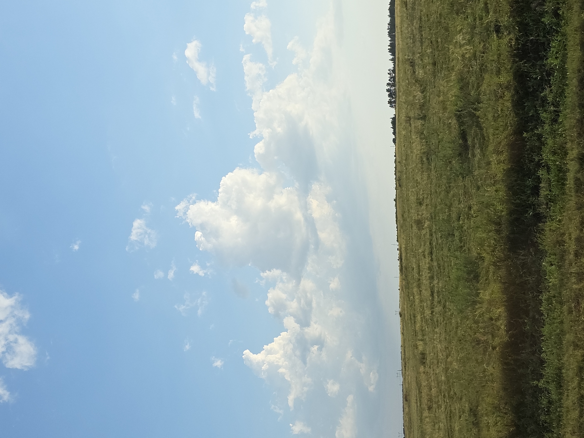 The image depicts a vast, flat expanse of dry, golden-green grass under a bright blue sky dotted with fluffy white clouds. In the distance, a thin line of dark green trees marks the horizon, with scattered power lines visible against the sky. The foreground shows a closer view of the same grassy terrain, with a shadow cast across the lower portion of the image. The scene is characteristic of an open rural landscape.
