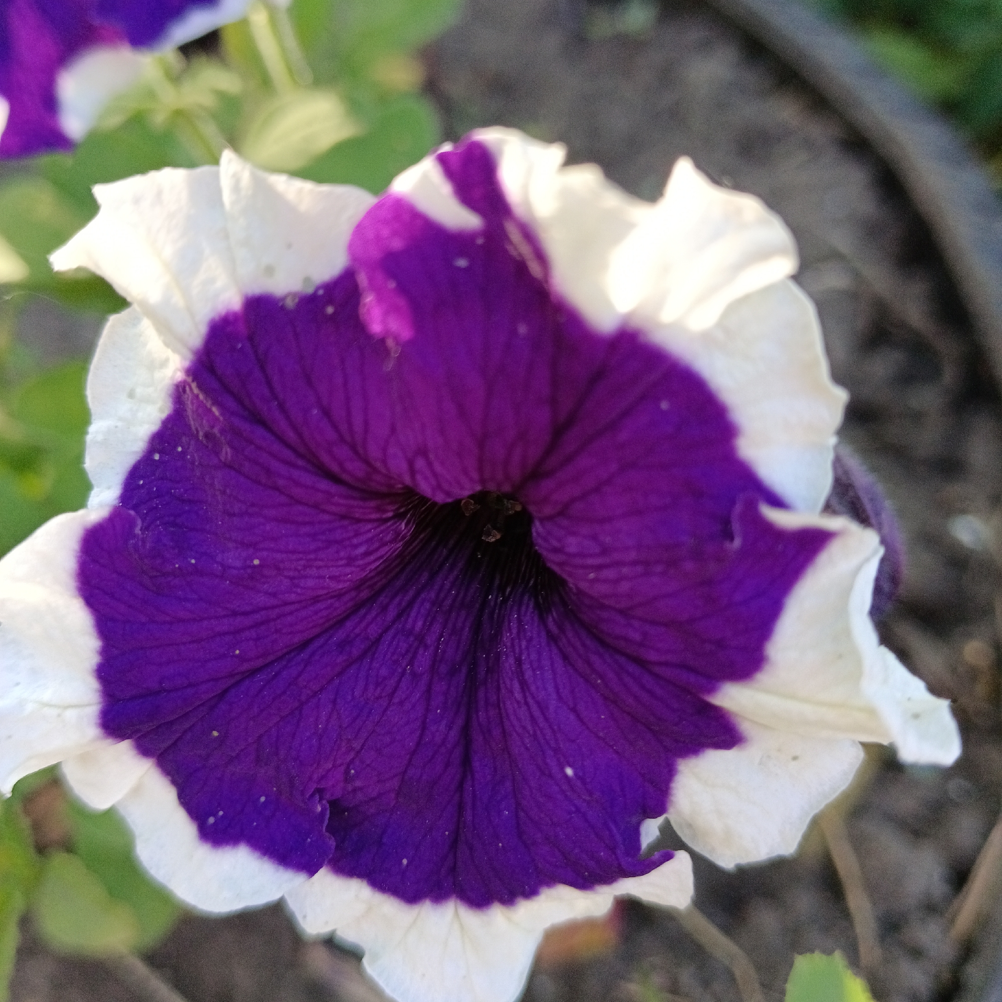 The image is a close-up, eye-level shot of a purple and white petunia flower. The flower is in focus, with its petals taking up most of the frame. The purple coloration is deepest at the center of the flower and fades outwards, with a white border around the edges of the petals. There are some small white specks visible on the petals. The background is blurred, showing hints of green foliage and dark soil. There is no indication of the city of Novokuybyshevsk, Russia, or any people in the image.