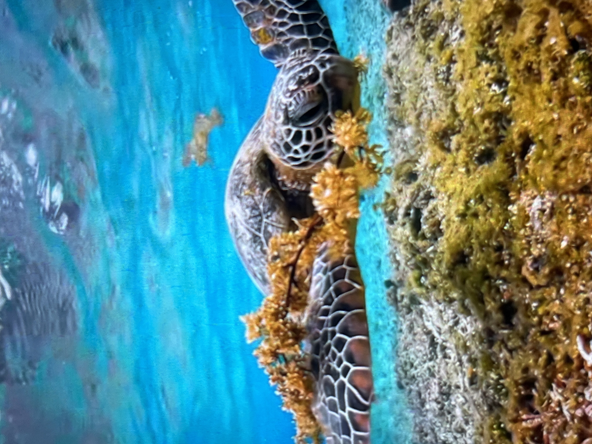 The image shows a sea turtle in a tropical ocean environment. The turtle is partially covered with yellow-orange algae or coral. It is close to a coral reef or rock formation, also covered in marine growth. The water is clear and turquoise in color, with some light refraction patterns visible. There is no indication of any location in Tinaquillo, Venezuela. The scene appears to be purely marine.