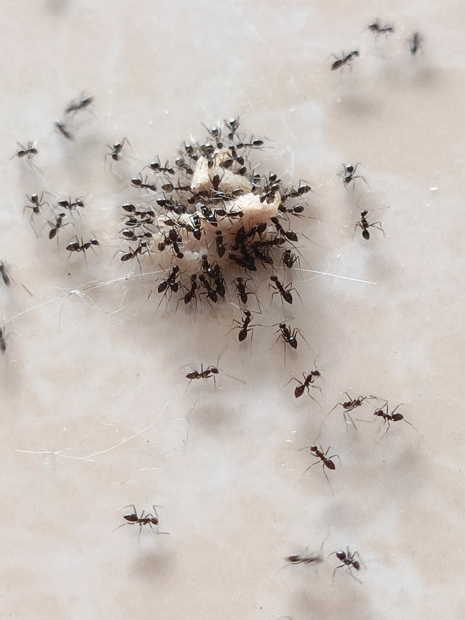 A high-angle close-up shot captures a cluster of ants gathered around a small piece of food on a light-colored, textured surface. The ants are mostly black and are actively moving, with some appearing to be carrying pieces of the food. The background is slightly blurred, indicating a shallow depth of field, and consists of a mottled, light-colored surface that could be tile or stone. There are some fine, white, thread-like elements scattered on the surface, which might be dust or cobwebs. The lighting is bright, casting soft shadows. The scene is devoid of any human presence, vehicles, or buildings, and therefore cannot be definitively linked to a specific location within the City of Medan, Indonesia, based on the visual information alone.