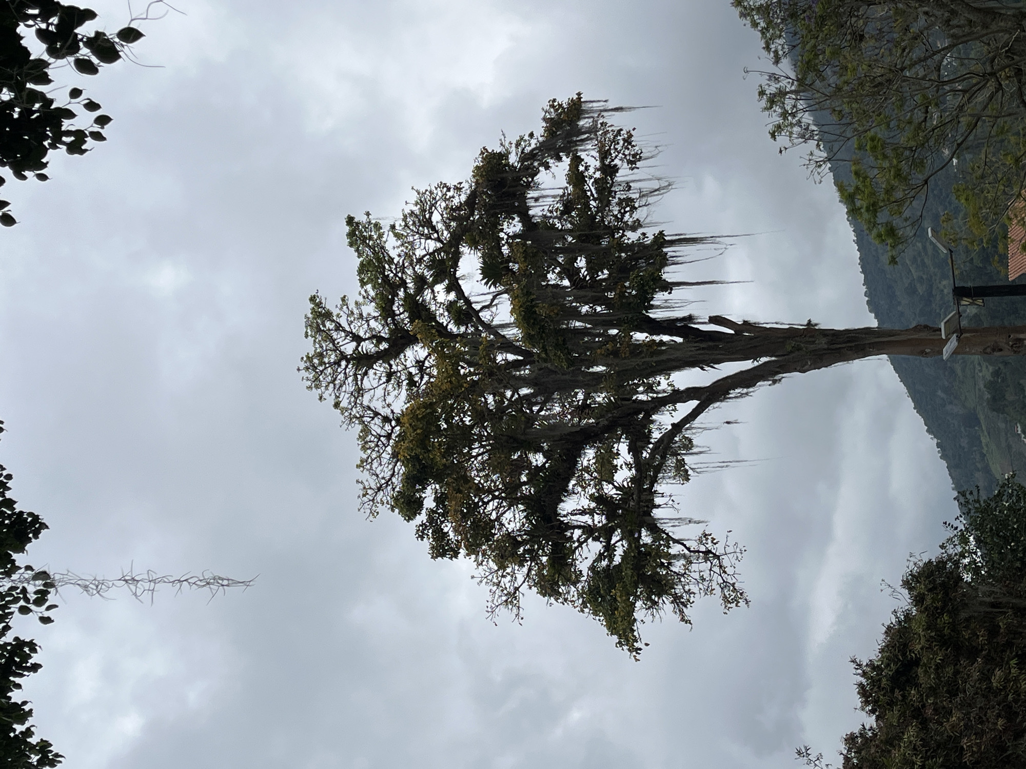 A low-angle, full-shot photograph captures a large, mature tree dominating the frame, its branches adorned with Spanish moss and epiphytes against a hazy, overcast sky. The tree, likely located in Mérida, Venezuela, due to its lush, mountainous backdrop, features a thick, textured trunk and a sprawling canopy of green and brown leaves. Cascading strands of Spanish moss hang from the branches, creating a dramatic, curtain-like effect.
In the foreground and to the left, the dark, silhouetted leaves of another tree partially frame the sky, adding depth to the composition. To the right and behind the main tree, a gently sloping mountain range is visible, its contours softened by the diffused light and distant haze. Patches of dense green vegetation cover the mountainside, suggesting a subtropical environment.
At the base of the main tree, a modern streetlamp with two lights stands out against the natural landscape, indicating an urban or semi-urban setting. Part of a red-tiled roof is also visible in the lower right corner of the frame, further suggesting human presence and habitation within this verdant area. The overall atmosphere is one of subdued natural beauty, with the overcast sky lending a slightly melancholic or dramatic tone to the scene. There are no people or visible animals in the image.