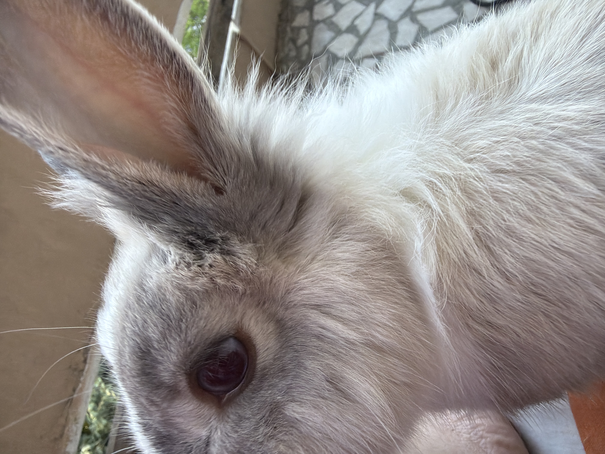 This is a close-up, eye-level, medium shot of a rabbit's head and ear. The rabbit has pale fur with grey markings on its head and ear. Its eye is dark red. The background is blurred, showing some greenery and a tiled surface, suggesting an outdoor setting. The rabbit is positioned slightly to the left of the frame, with its ear extending upwards and to the right. The lighting suggests it is daytime. There is no indication of the city of Pazardzhik, Bulgaria.