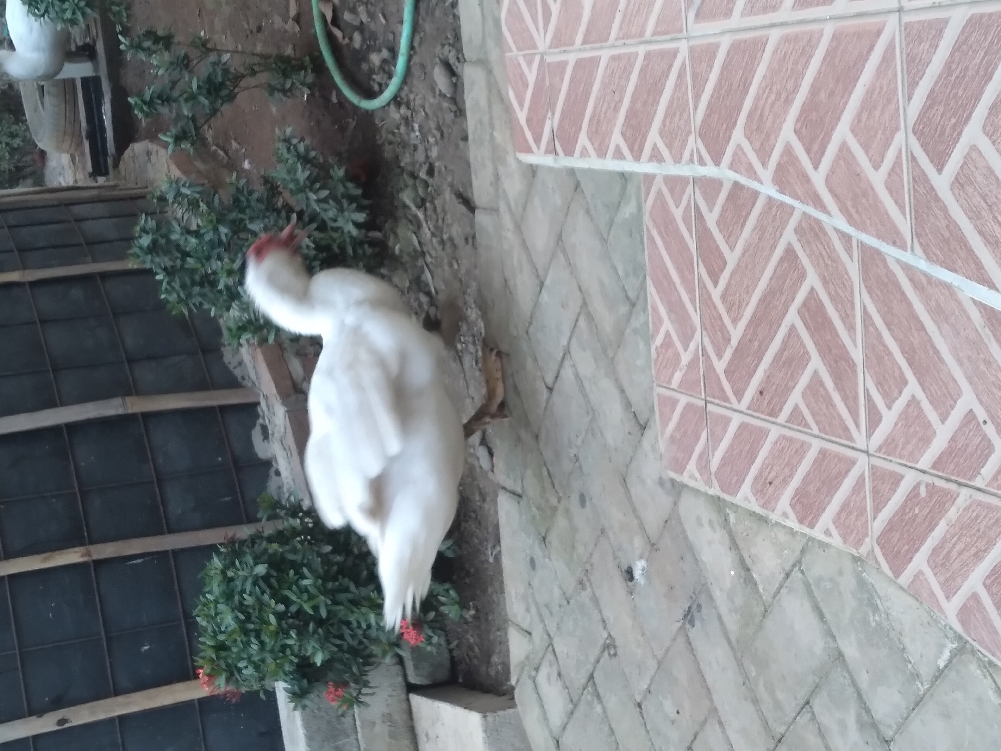 In Pandak, Indonesia, a white duck with red markings on its face is standing on a paved walkway. The walkway is composed of rectangular stone tiles with a reddish-brown pattern. Behind the duck, there is a lush green bush with small red flowers. Further in the background, a dark, grid-like structure is visible, possibly a fence or a wall, with wooden supports. The ground behind the bush appears to be soil with some scattered pebbles. A green hose is also visible on the ground near the bush. The overall scene suggests an outdoor domestic environment.