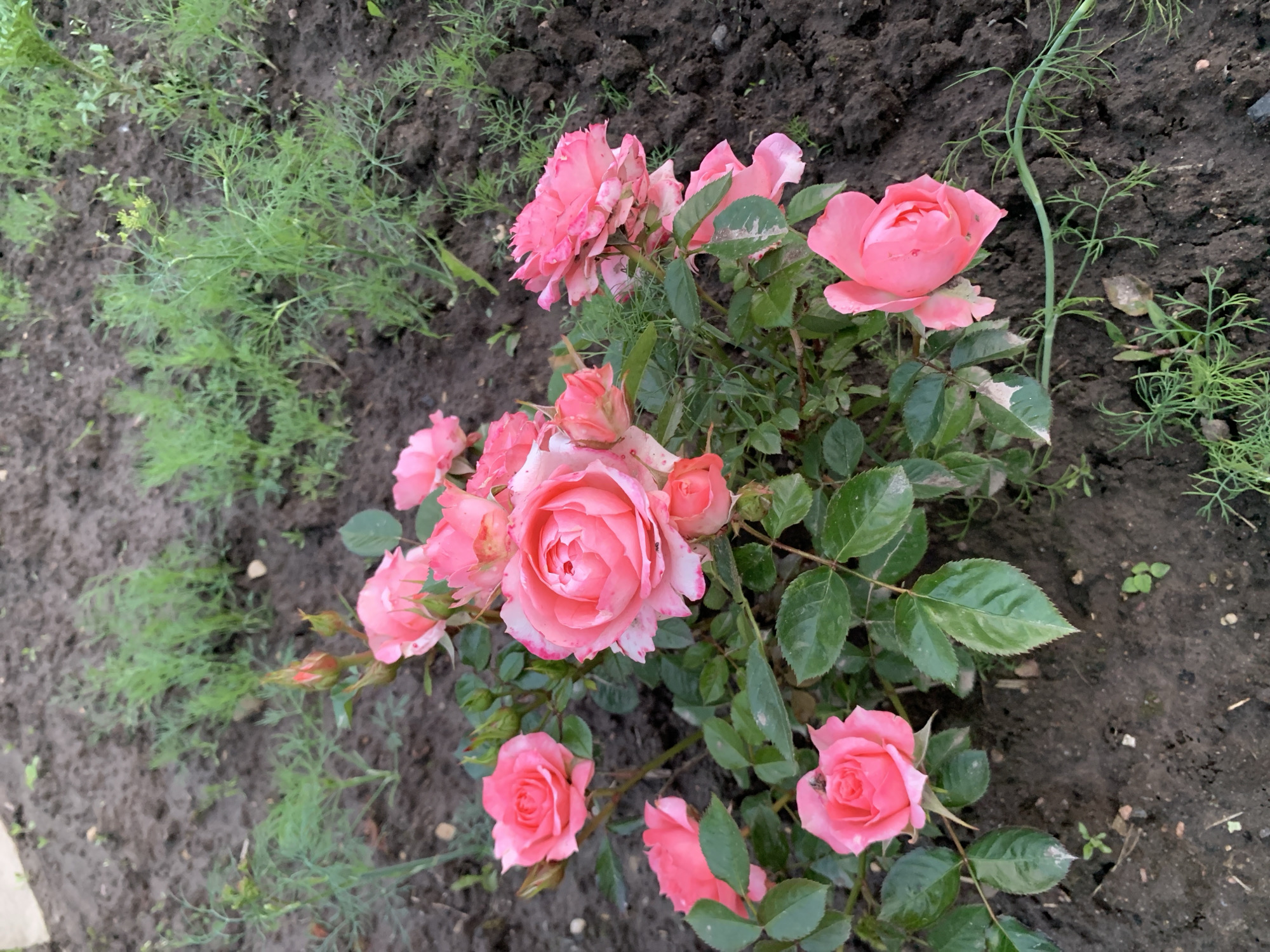 In Блеўчыцкі сельскі Савет, Belarus, a close-up, eye-level shot focuses on a cluster of bright pink roses in full bloom. The roses are varied in their stages of opening, with some fully unfurled and others still in bud. They are surrounded by green leaves and thorny stems, all set against a backdrop of dark, tilled soil interspersed with feathery green plants, possibly dill. The lighting suggests it is daytime, casting soft shadows and highlighting the delicate texture of the rose petals. The overall scene is one of natural beauty in a garden or rural setting.