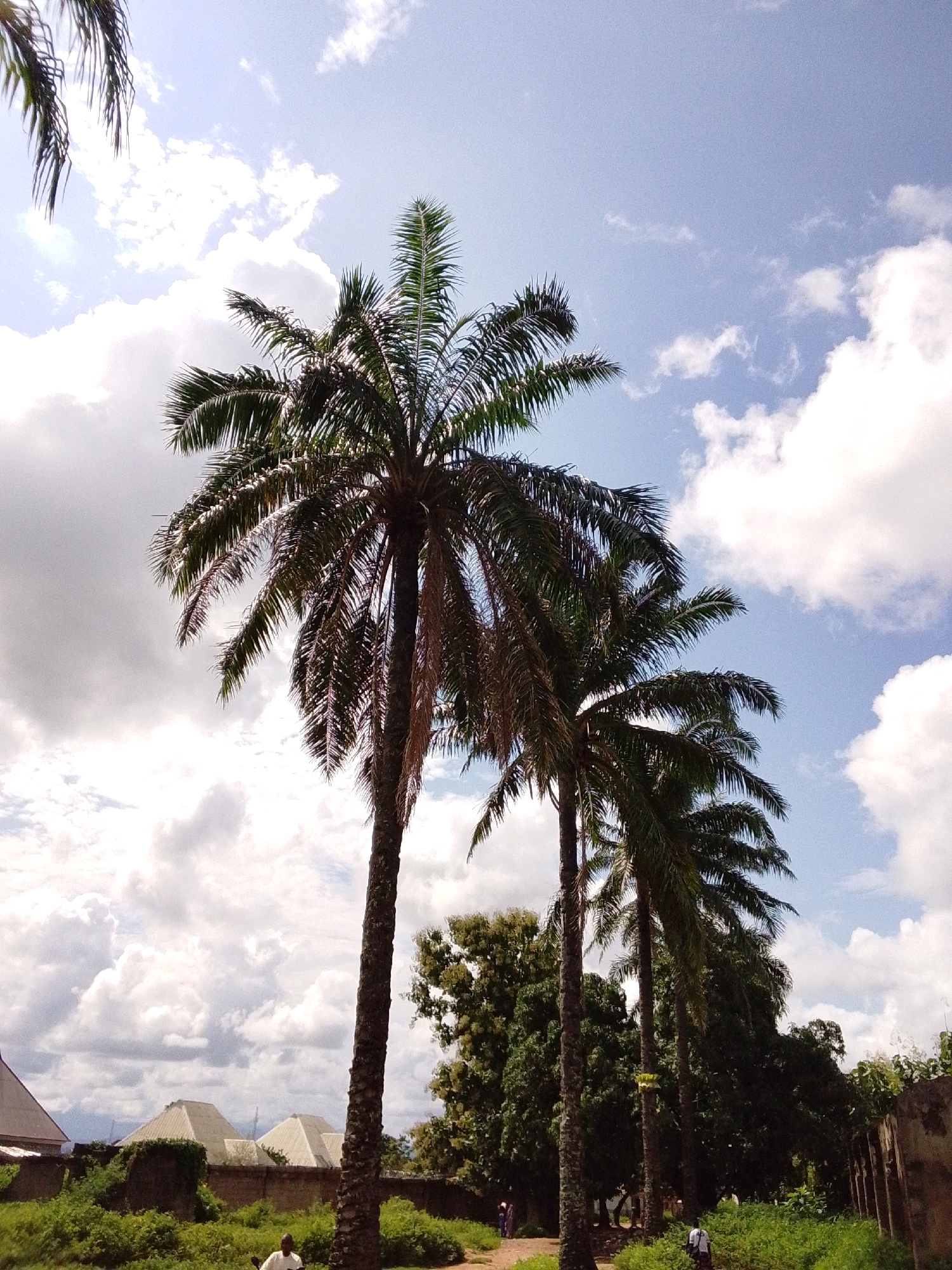 This image captures a scene in Serti, Nigeria, dominated by tall palm trees against a partially cloudy sky. In the foreground, three large palm trees stand prominently, with their fronds stretching upwards. To the left of the frame, another palm frond is visible at the top edge. In the mid-ground, a line of lush green trees and bushes lines the landscape. Behind the foliage, several buildings with light-colored, pyramid-shaped roofs are visible. The ground appears to be a dirt path with scattered patches of green grass and dense vegetation.
There are at least three individuals visible in the scene. In the lower right quadrant, a person wearing a white shirt is standing near a palm tree. Further in the background, on a dirt path to the left, two individuals are walking away from the camera, dressed in colorful attire. Another person is partially visible in the lower left corner of the image, seated and facing away. The environment suggests a rural or semi-urban setting within Serti, Nigeria, characterized by a tropical climate as indicated by the palm trees and dense vegetation. The overall impression is one of a natural landscape integrated with human habitation.