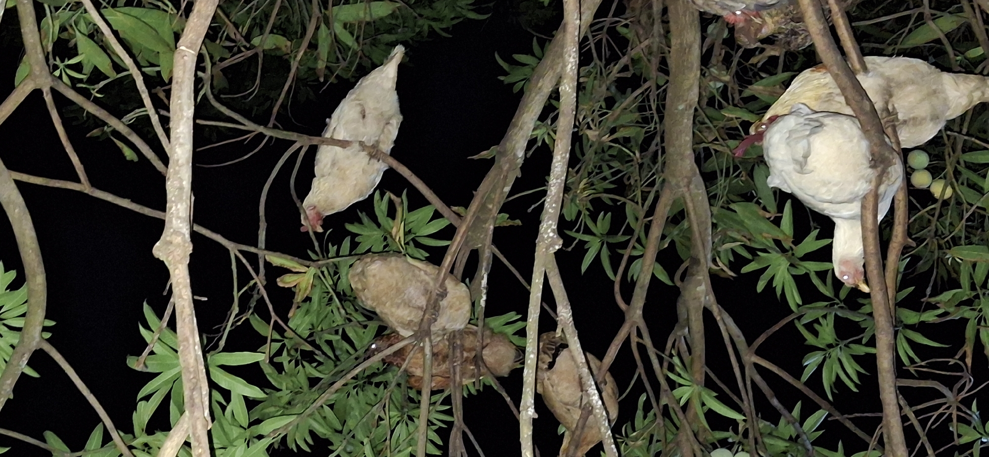 In Vallecito, Venezuela, four chickens are perched on the branches of a tree at night. Two of the chickens are light-colored, one with its head down and beak touching the branch, and another to its right, facing left. Two other chickens, with darker, brownish plumage, are situated further up the tree, with one appearing to be behind the other. The chickens are positioned amongst green leaves and a network of branches against a dark background, indicative of nighttime.