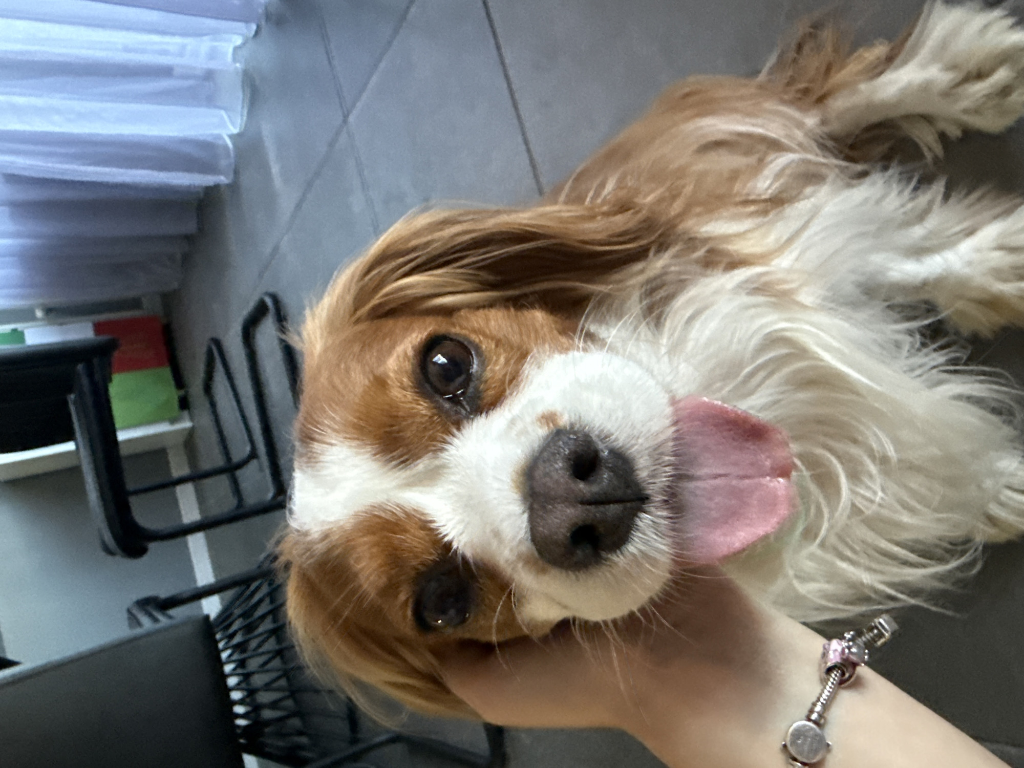 A close-up shot features a Cavalier King Charles Spaniel with brown and white fur, its tongue hanging out. A human hand is visible on the left, petting the dog. The dog is positioned on a gray tiled floor, with chairs and a curtain in the background. The image appears to be taken indoors, in a residential setting, and there is no information to suggest the location is in Sofia, Bulgaria.