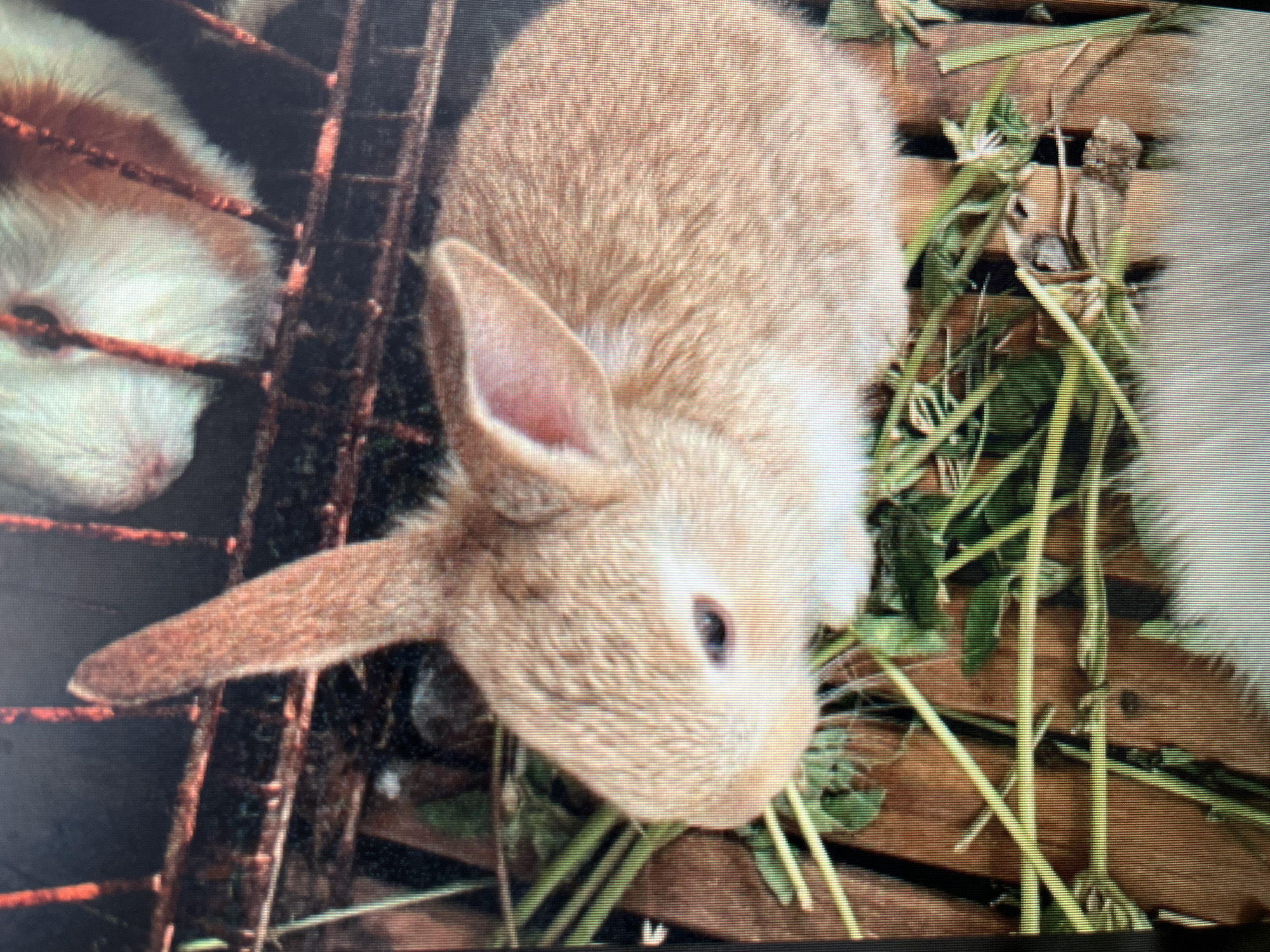 This is a close-up, slightly blurry, eye-level photograph of a young, light brown rabbit inside a cage. The rabbit is positioned in the center of the frame, facing towards the left, with its head slightly turned towards the camera. Its left ear is prominent and stands erect, while its right ear is partially visible. The rabbit's fur appears soft and light brown, with some lighter patches on its face and chest. Its eye is dark. The rabbit is surrounded by a bed of green hay or grass, and wooden slats that form the floor of the cage. In the background, visible through the cage bars, are the faces of two guinea pigs, one primarily white with some orange markings and the other mostly out of focus. The cage bars are thin and dark, with some reddish rust visible. The image does not provide any information about the city of Sejahtera, Indonesia.